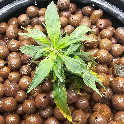 Skunk #1 growlog timeline photo