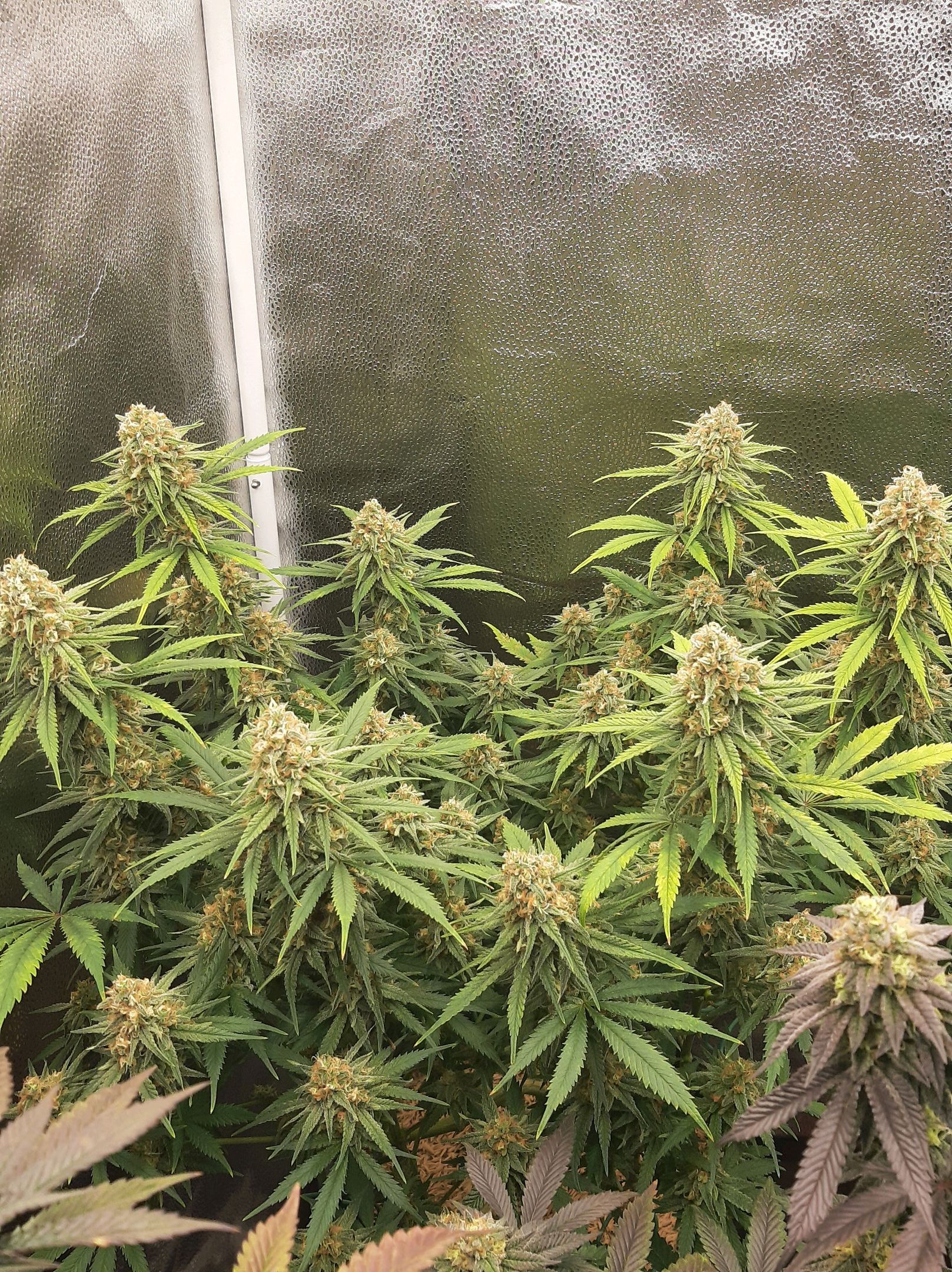 Aurora Indica growlog header