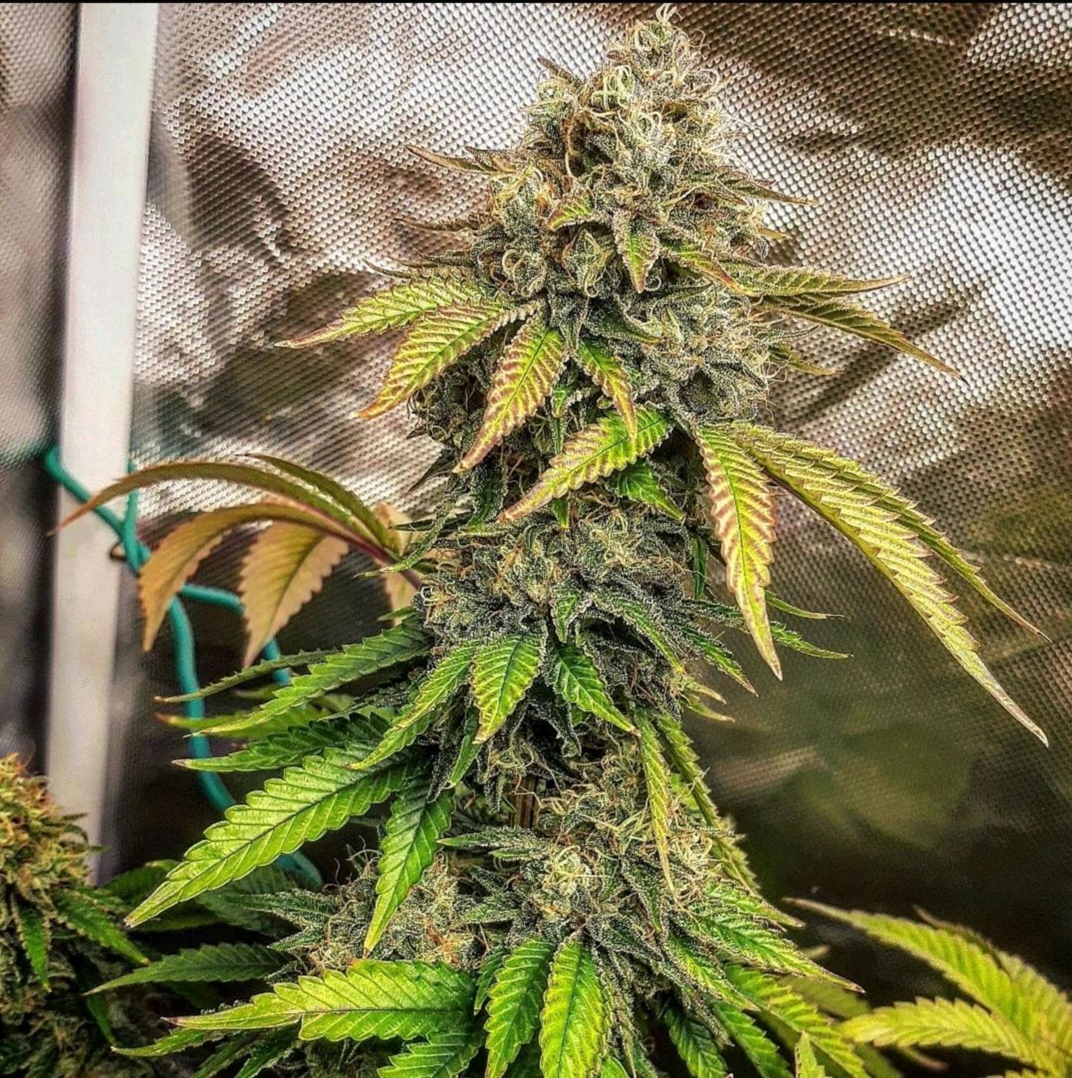 Killer Bees (bwcc cut) growlog header