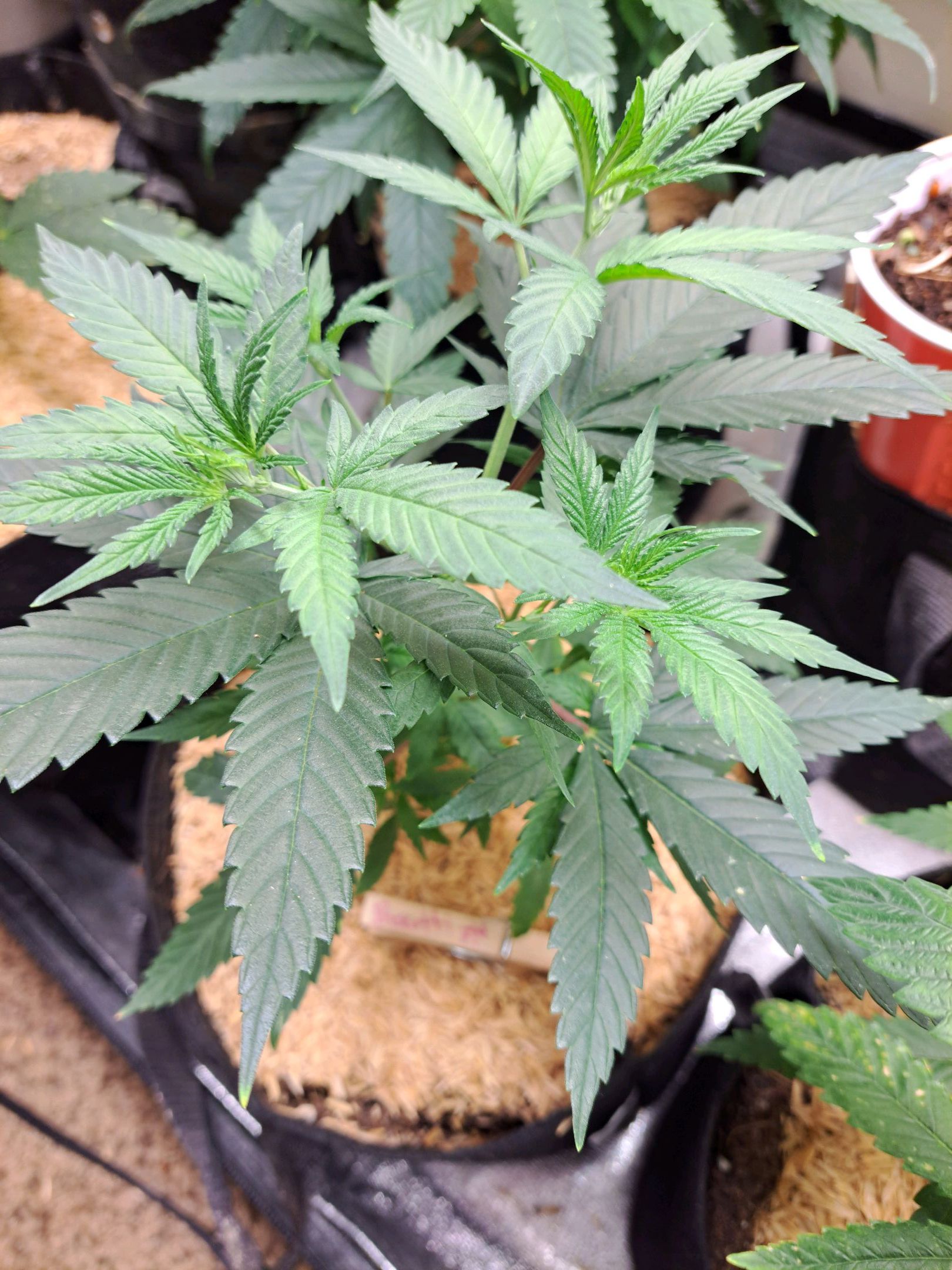 Biscotti growlog photo 6