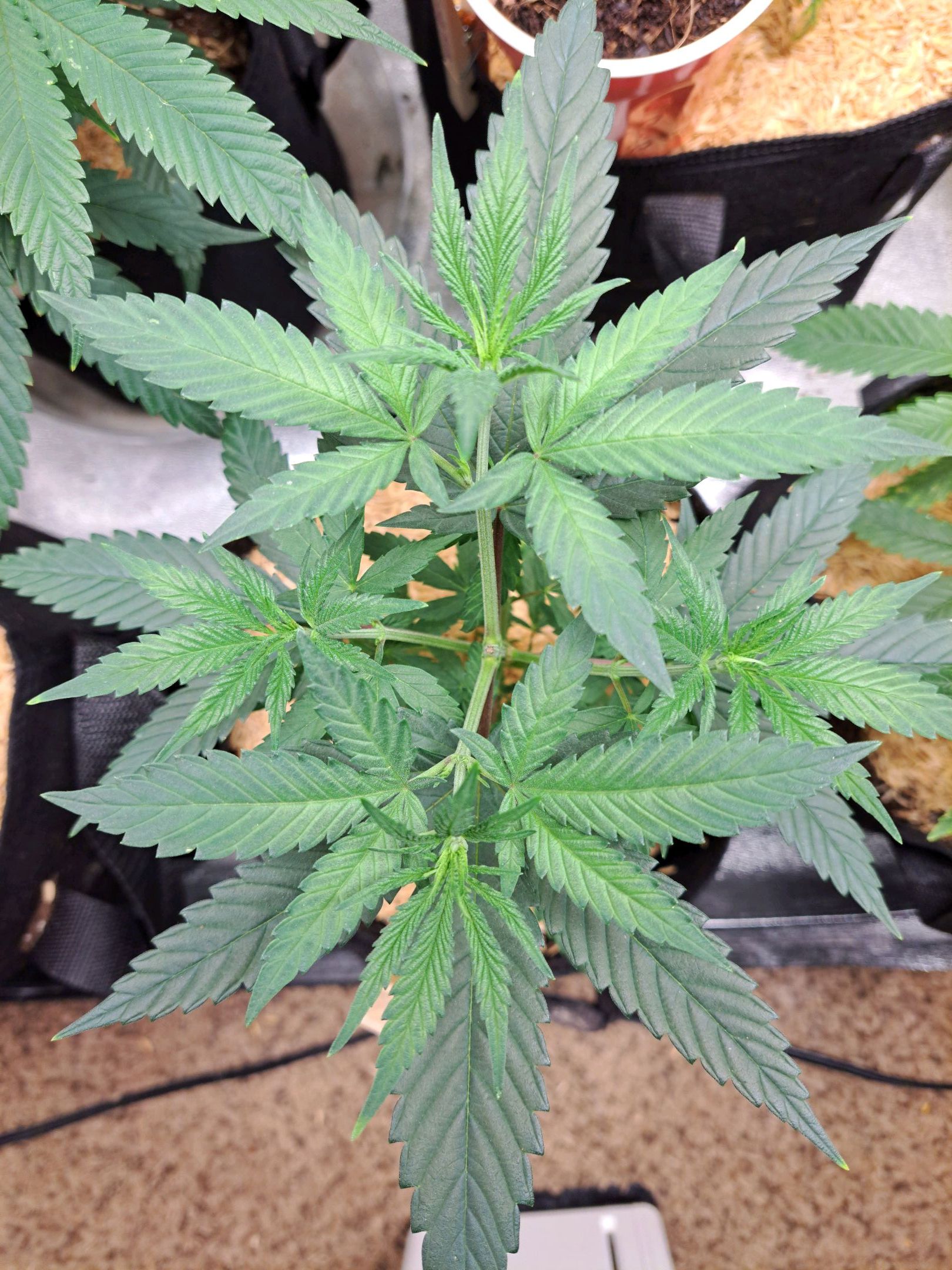 Biscotti growlog photo 7