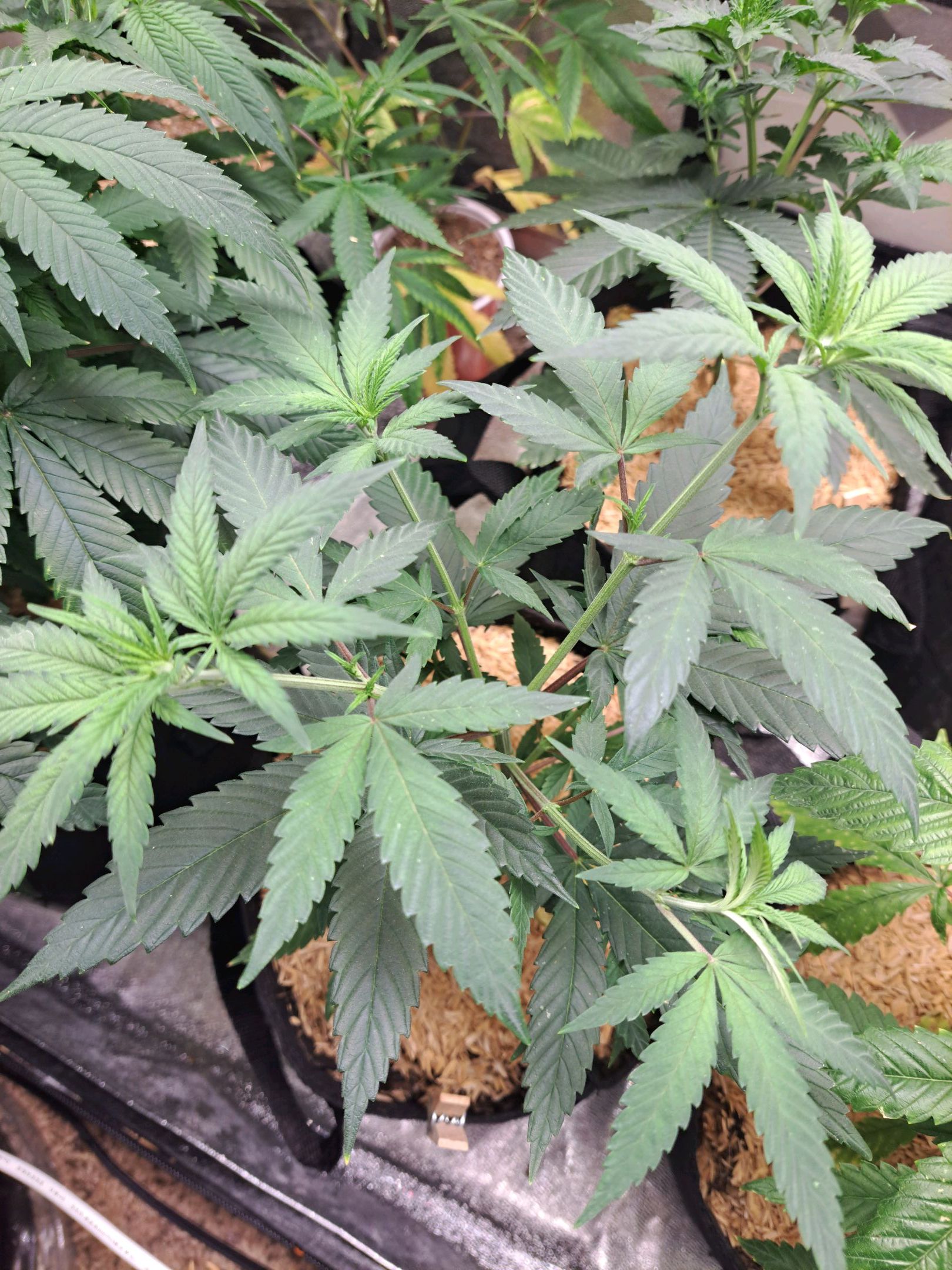 Biscotti growlog photo 8