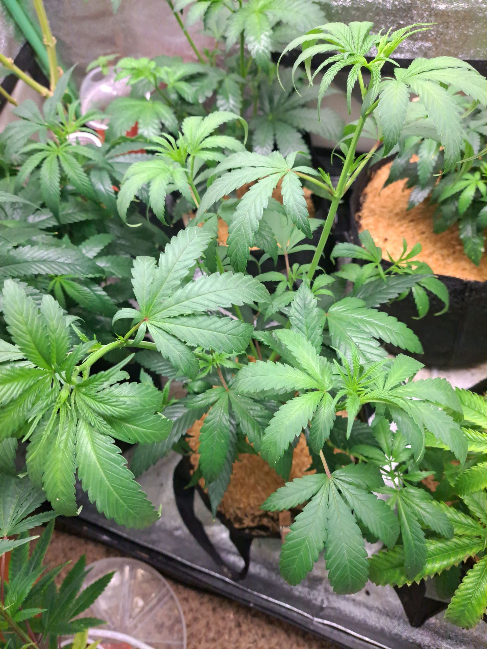 Biscotti growlog photo 9