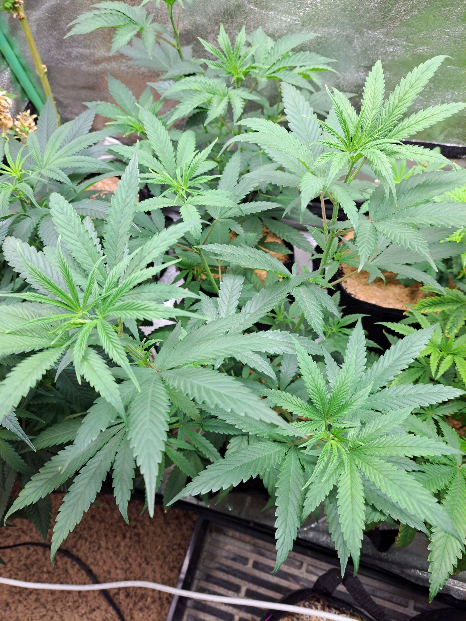 Biscotti growlog photo 10