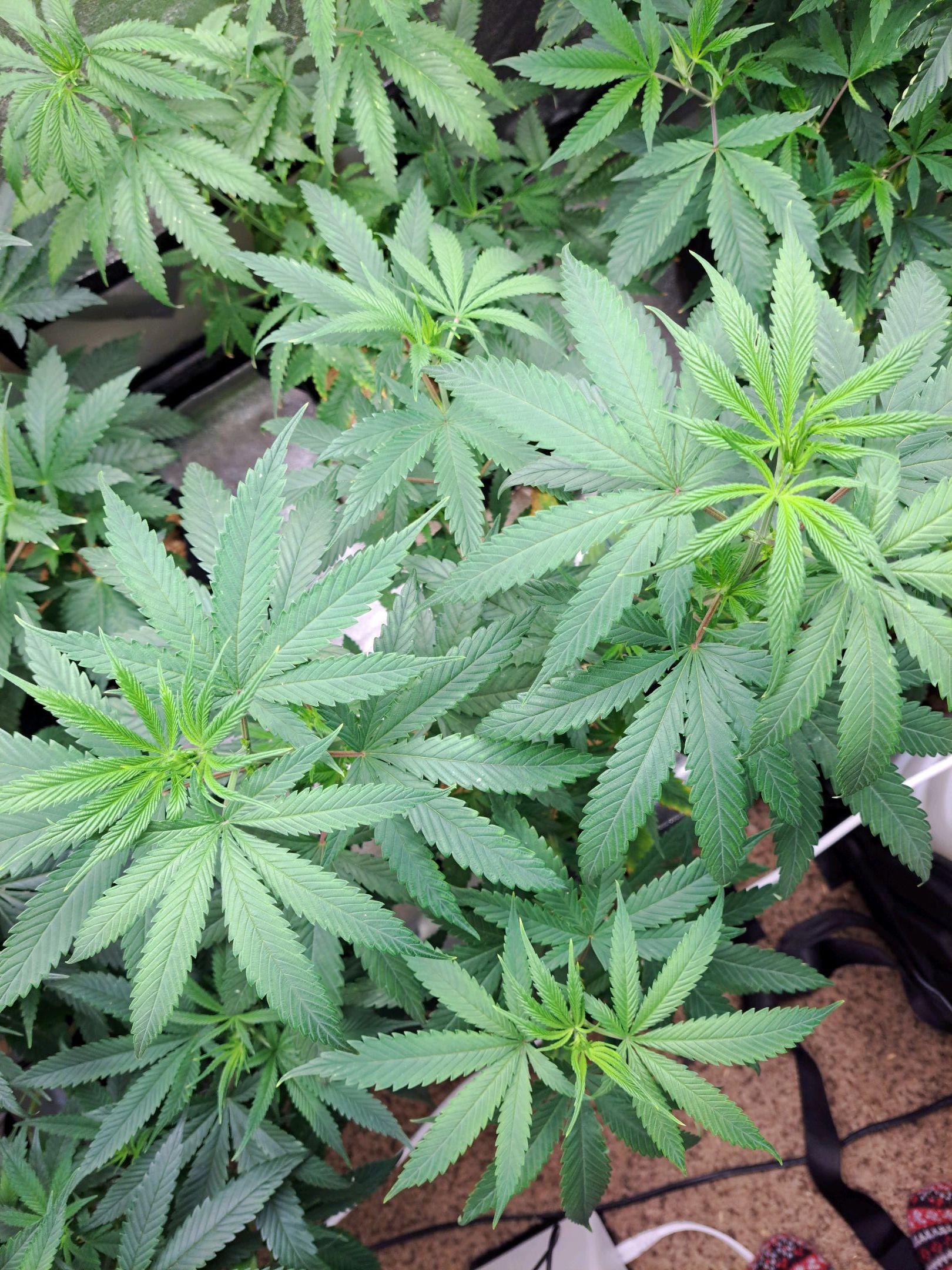 Biscotti growlog photo 11