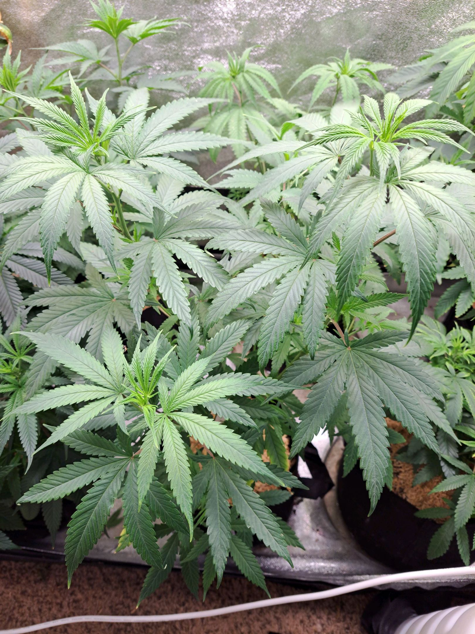 Biscotti growlog photo 12