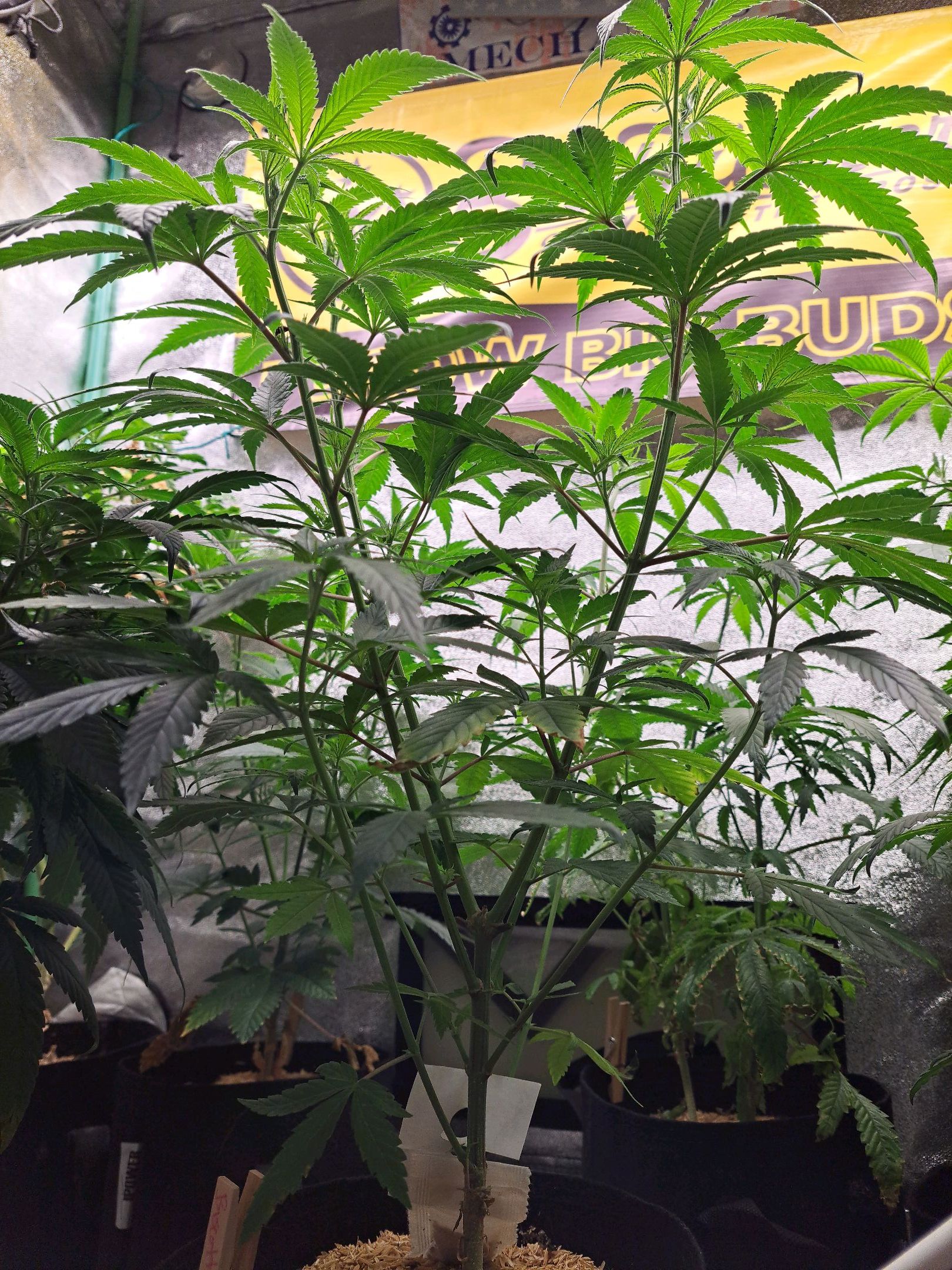 Biscotti growlog photo 13