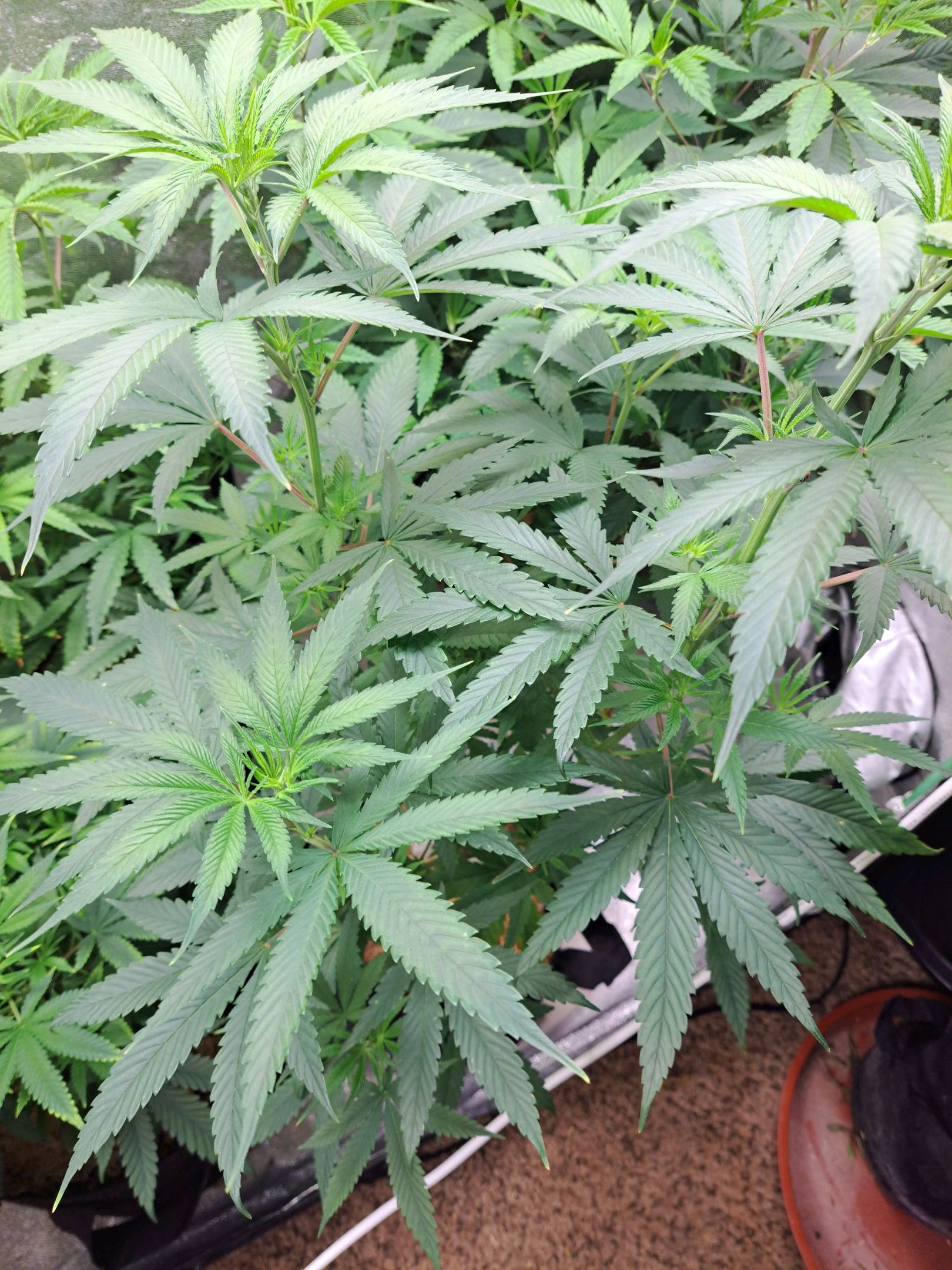 Biscotti growlog photo 14