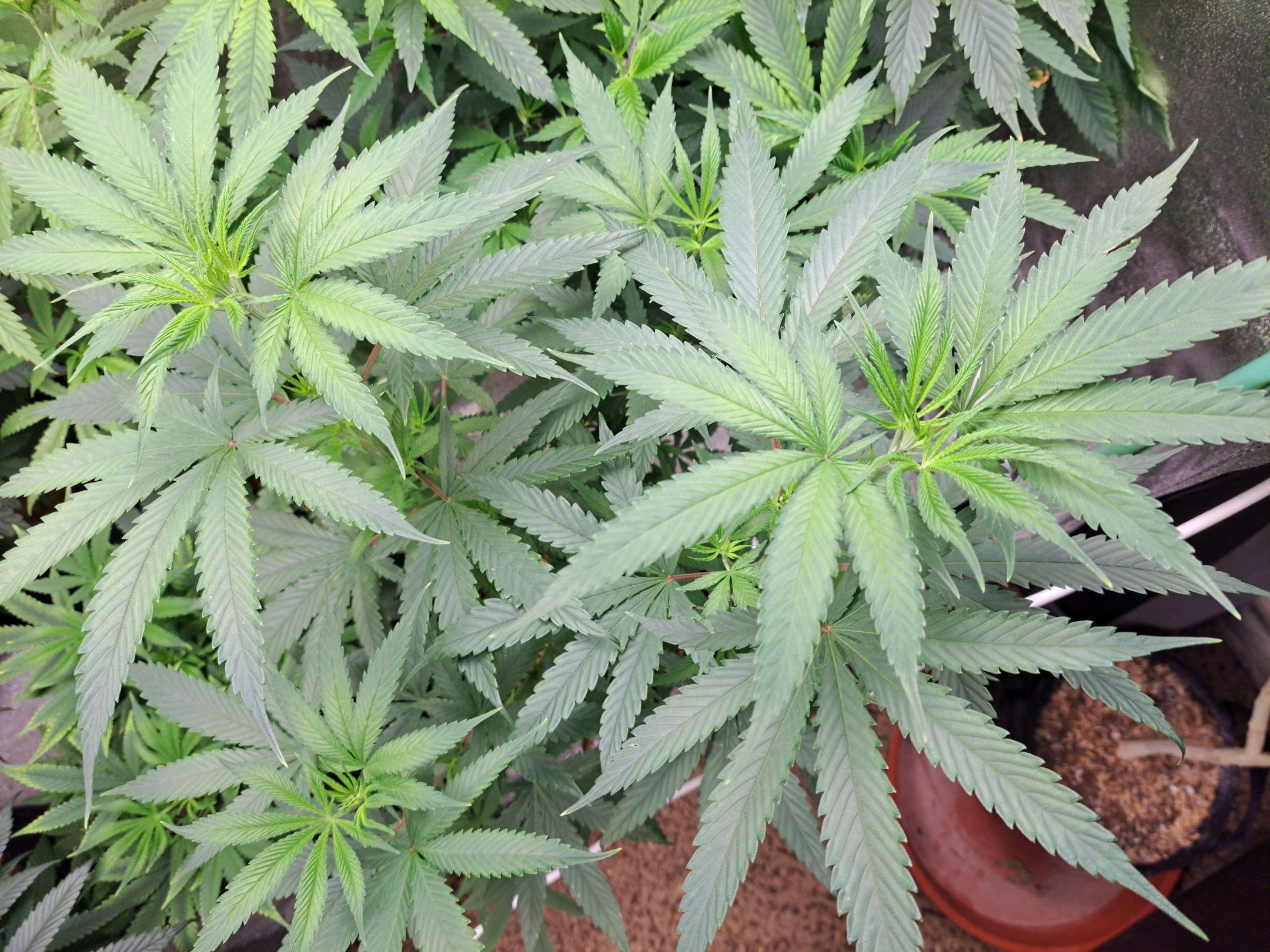 Biscotti growlog photo 15