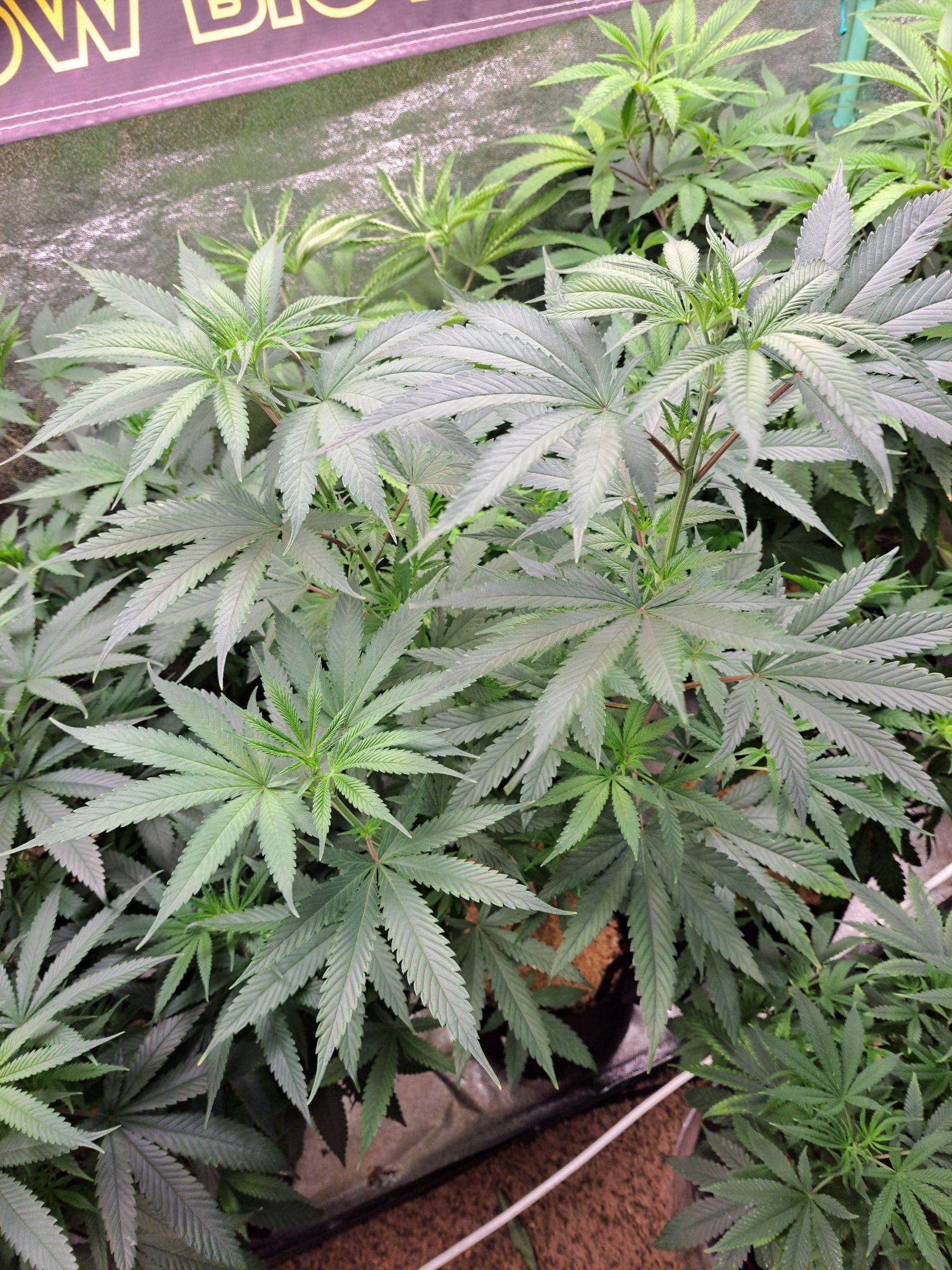 Biscotti growlog photo 16