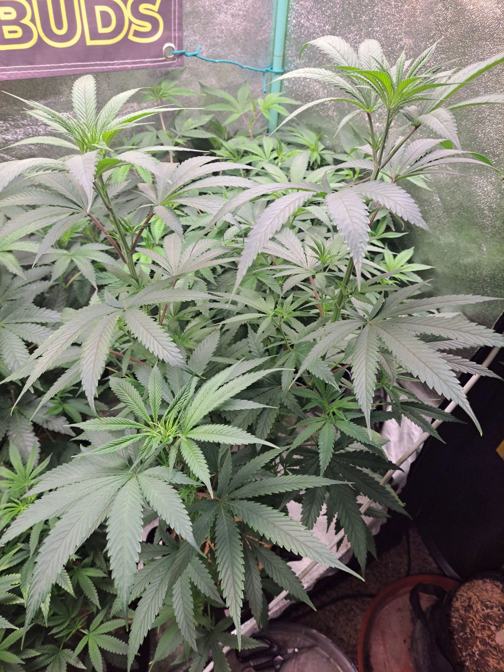 Biscotti growlog photo 18