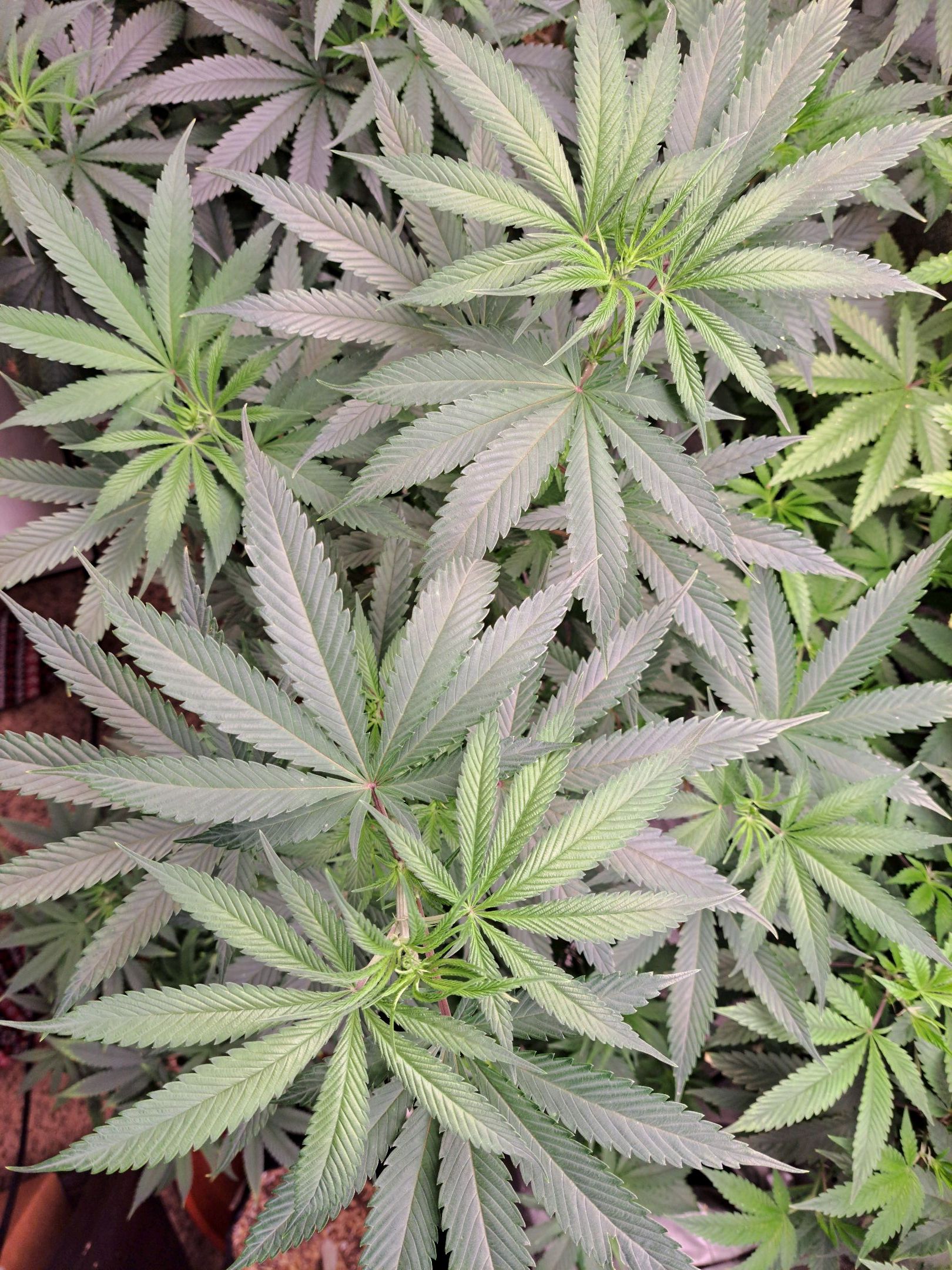 Biscotti growlog photo 20