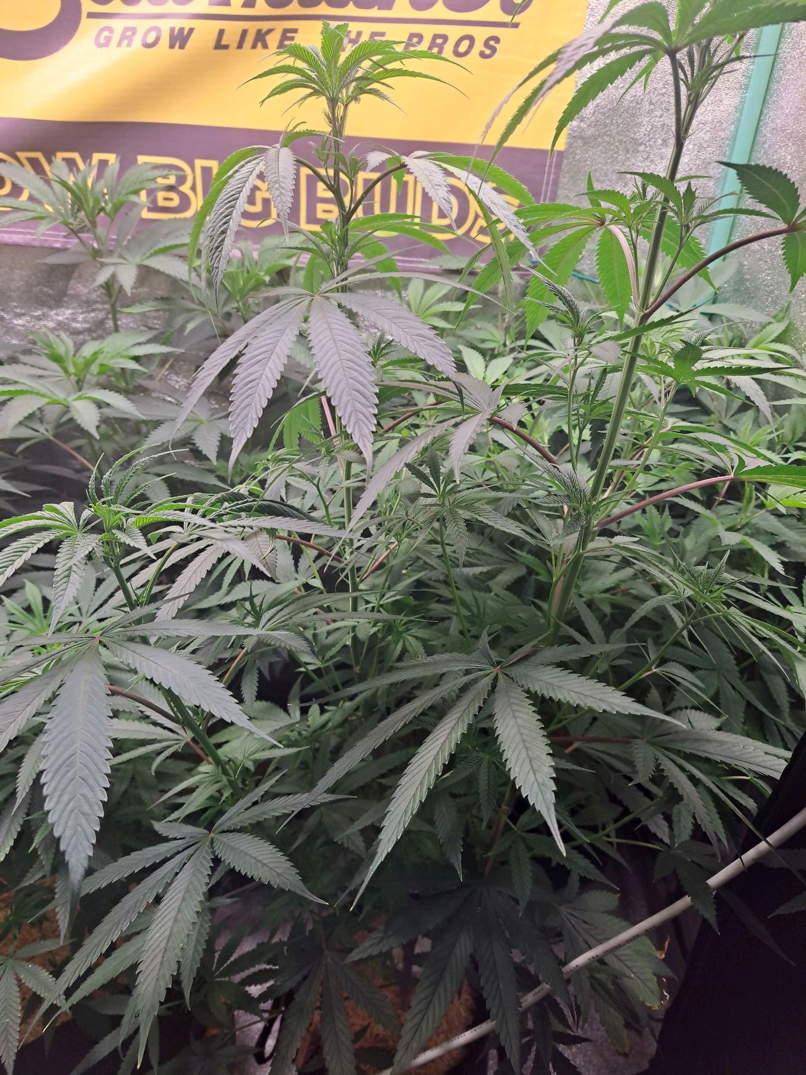 Biscotti growlog photo 21