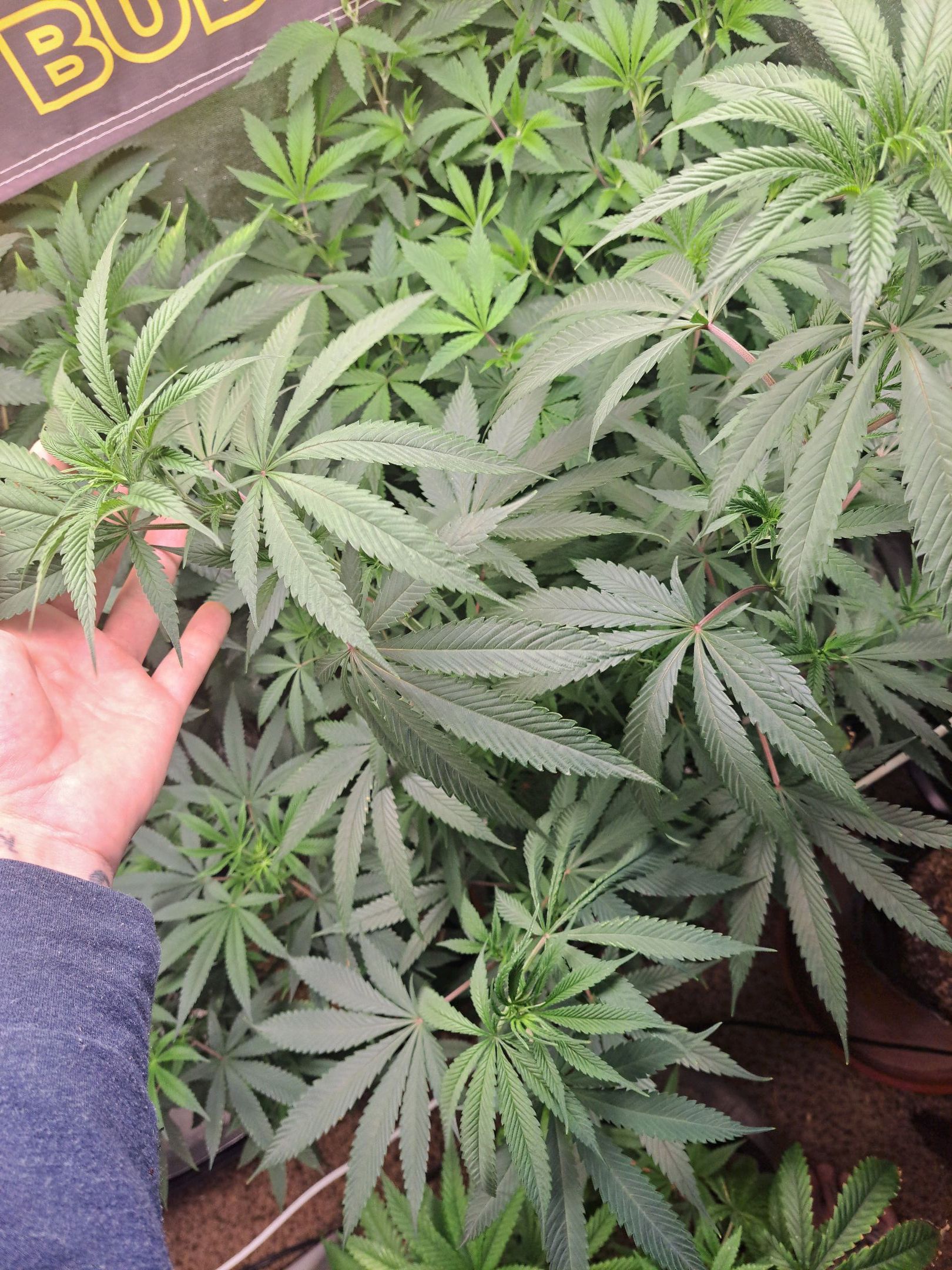 Biscotti growlog photo 22