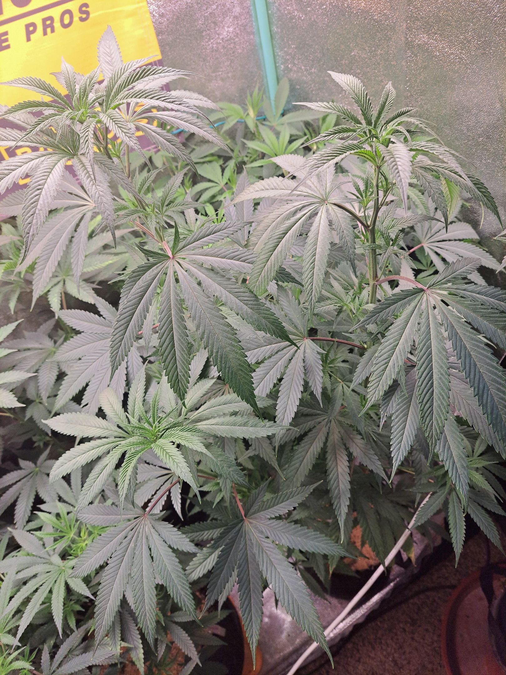 Biscotti growlog photo 23