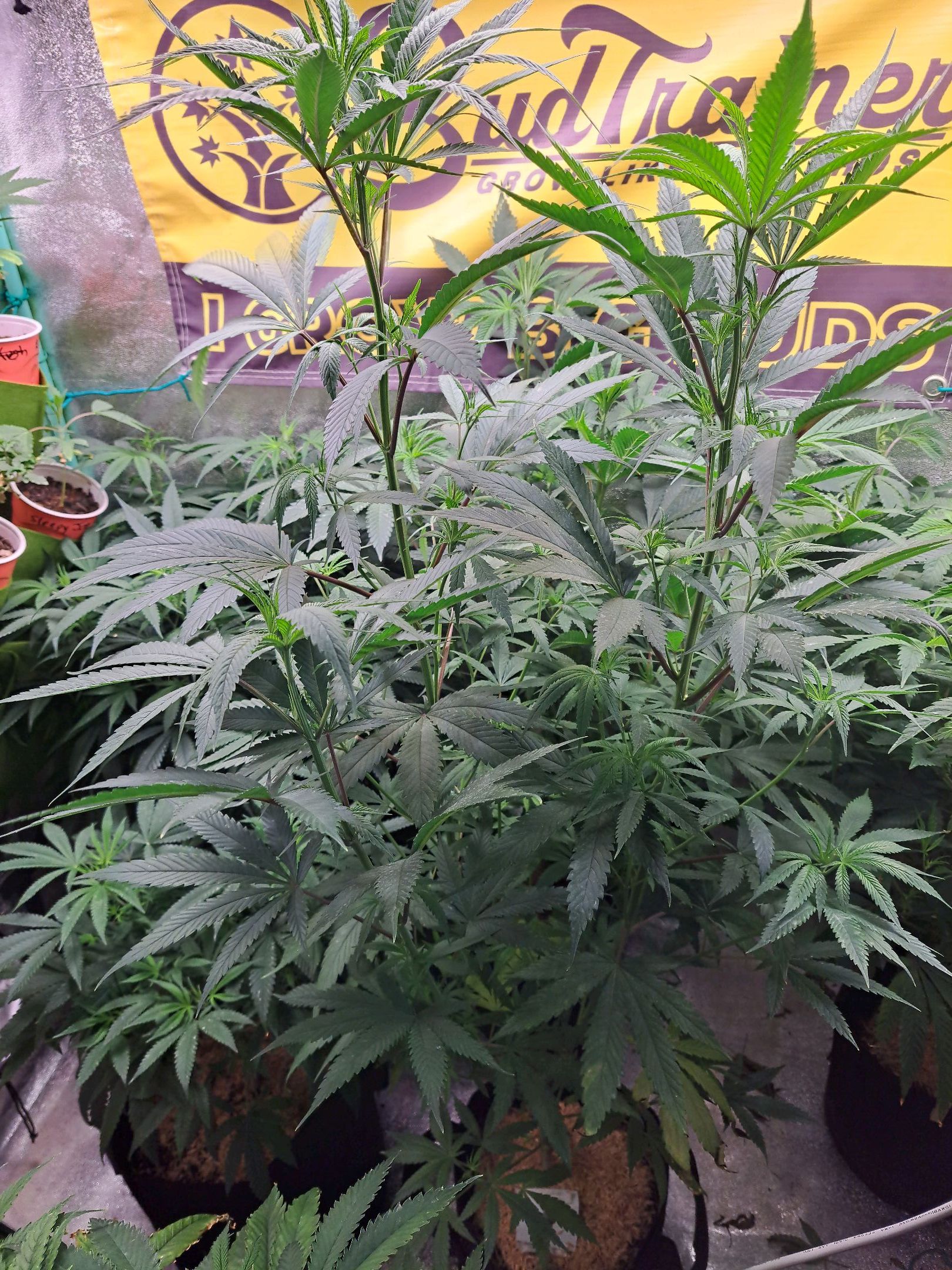 Biscotti growlog photo 24