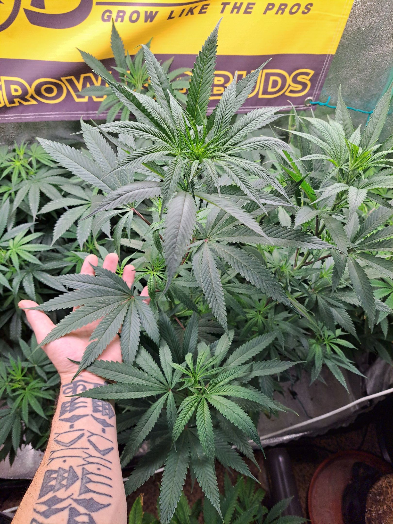 Biscotti growlog photo 25