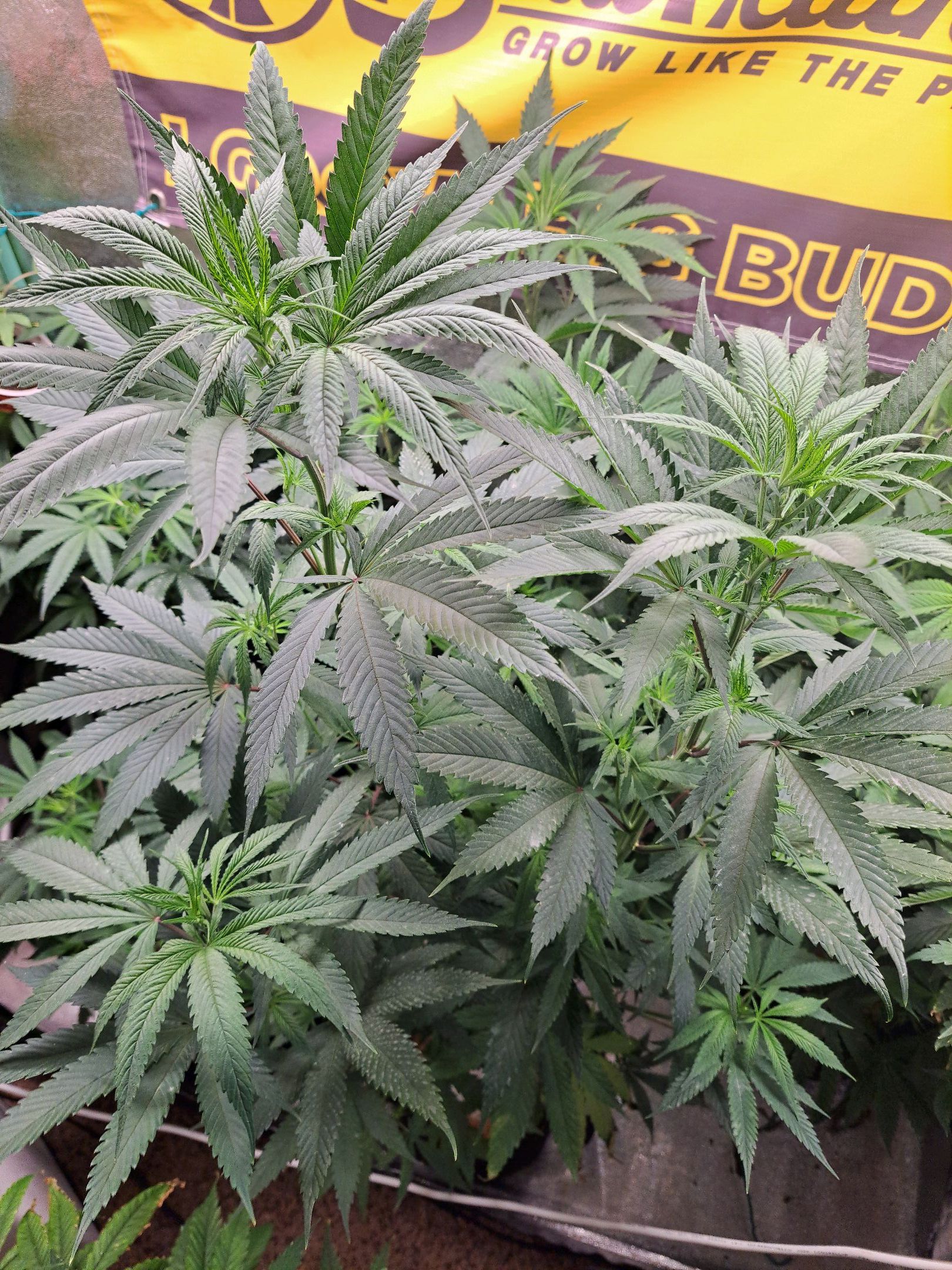 Biscotti growlog photo 26