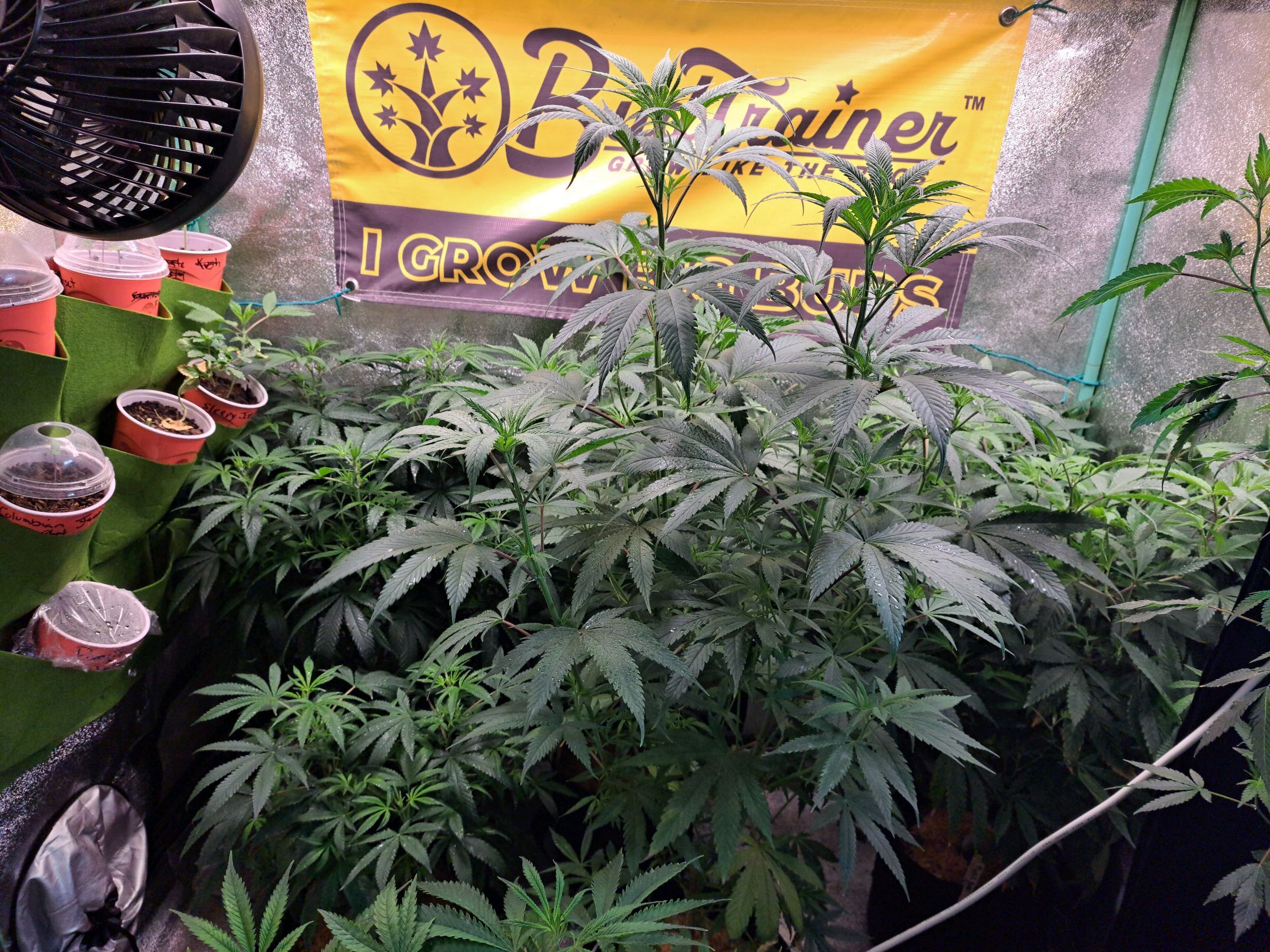 Biscotti growlog photo 27