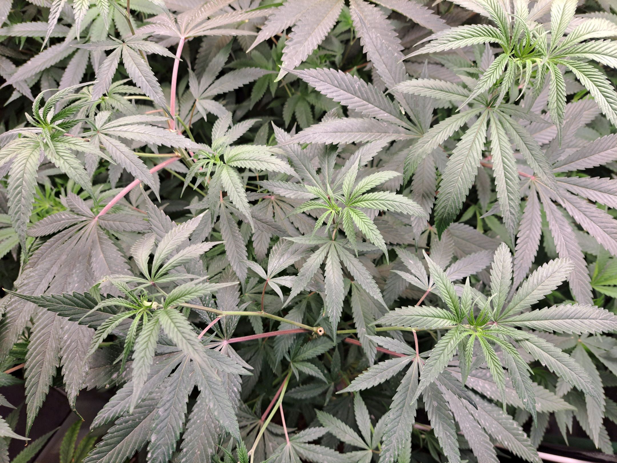 Biscotti growlog photo 29