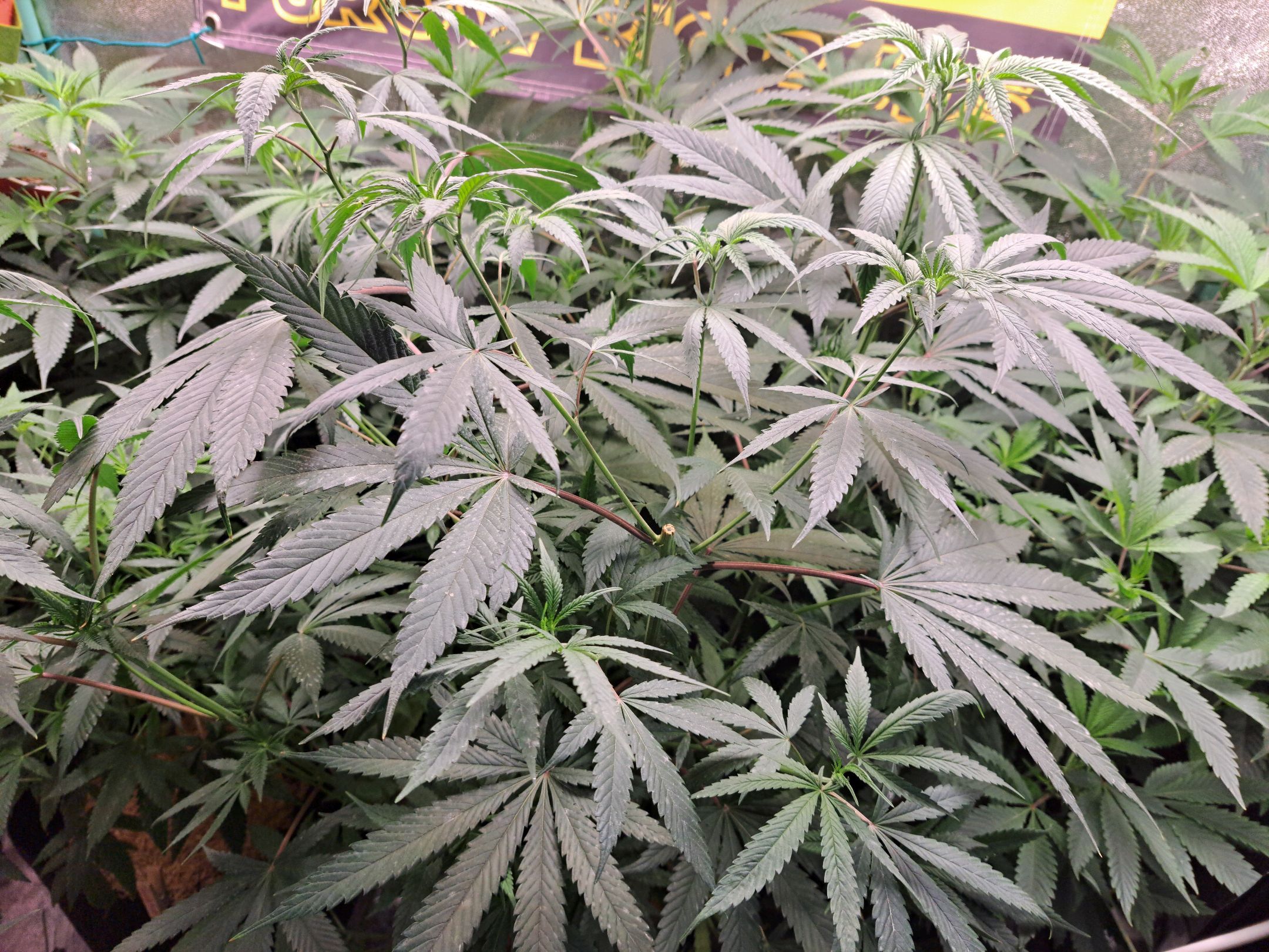 Biscotti growlog photo 28