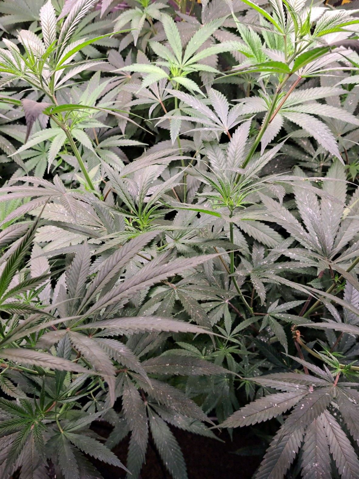 Biscotti growlog photo 31