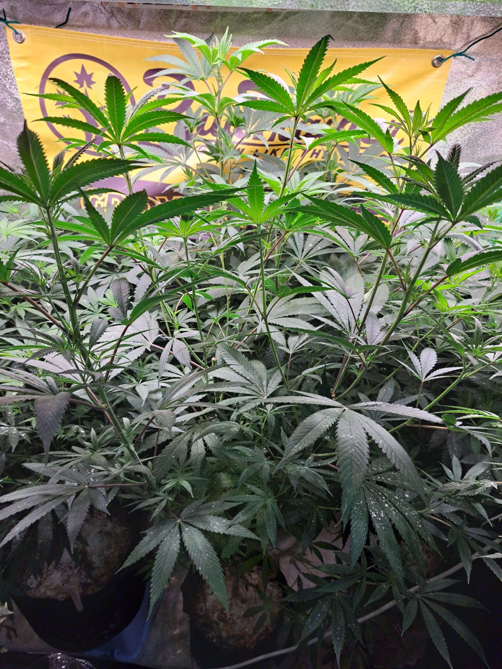 Biscotti growlog photo 30