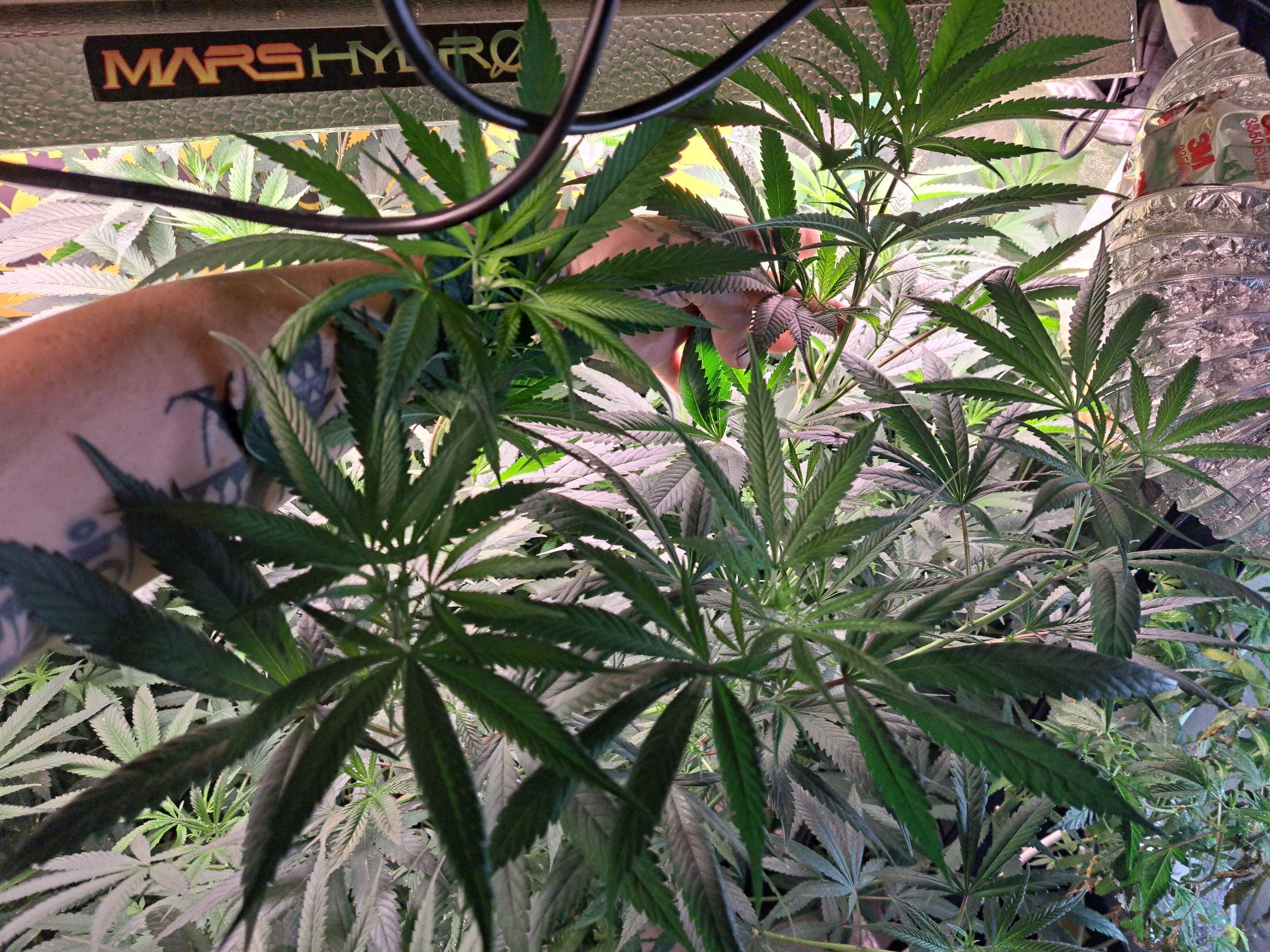 Biscotti growlog photo 33