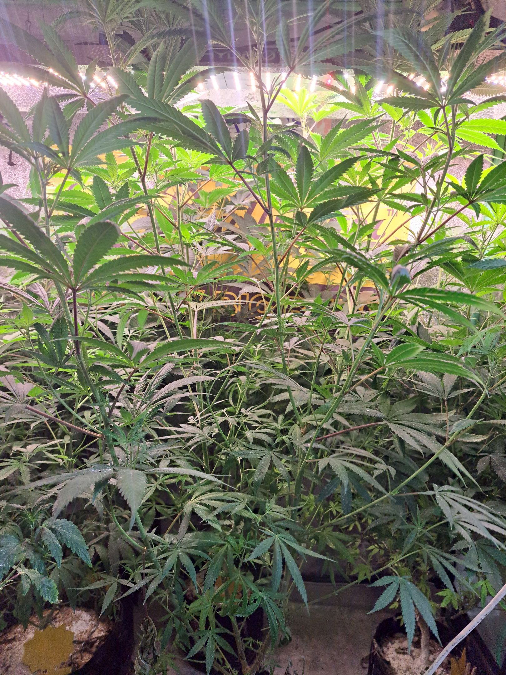 Biscotti growlog photo 32