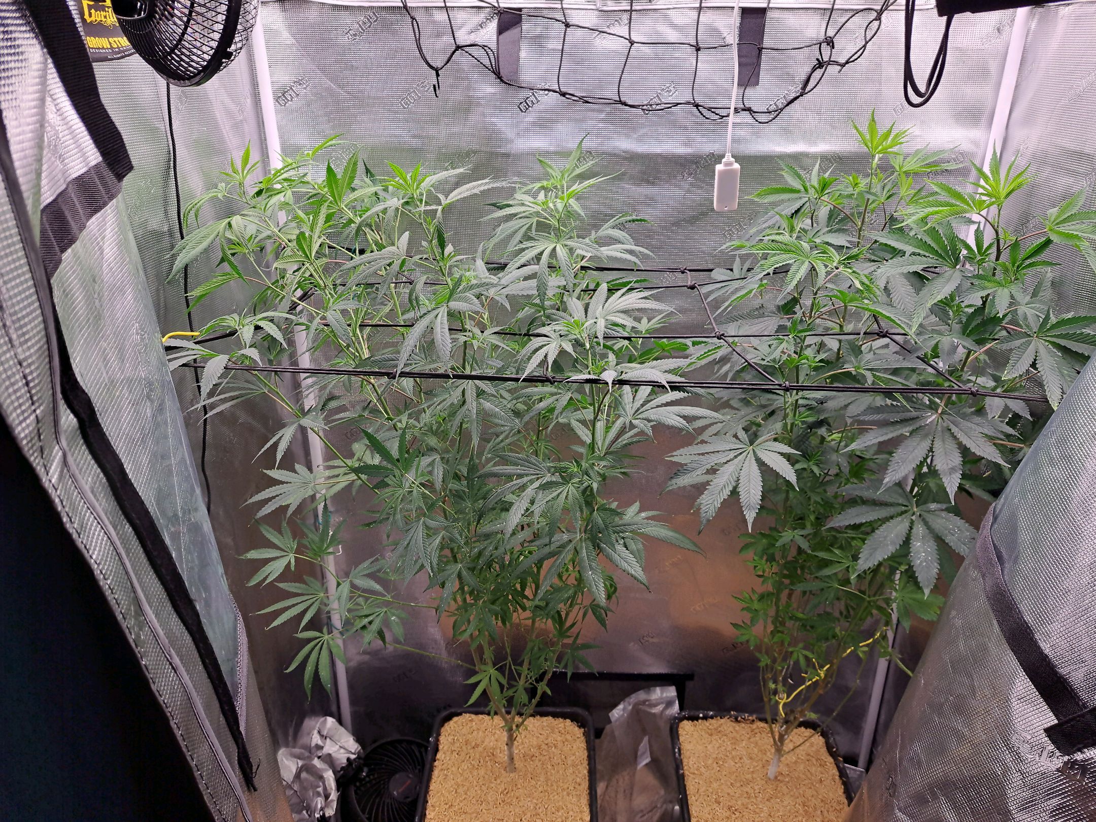 Biscotti growlog photo 35