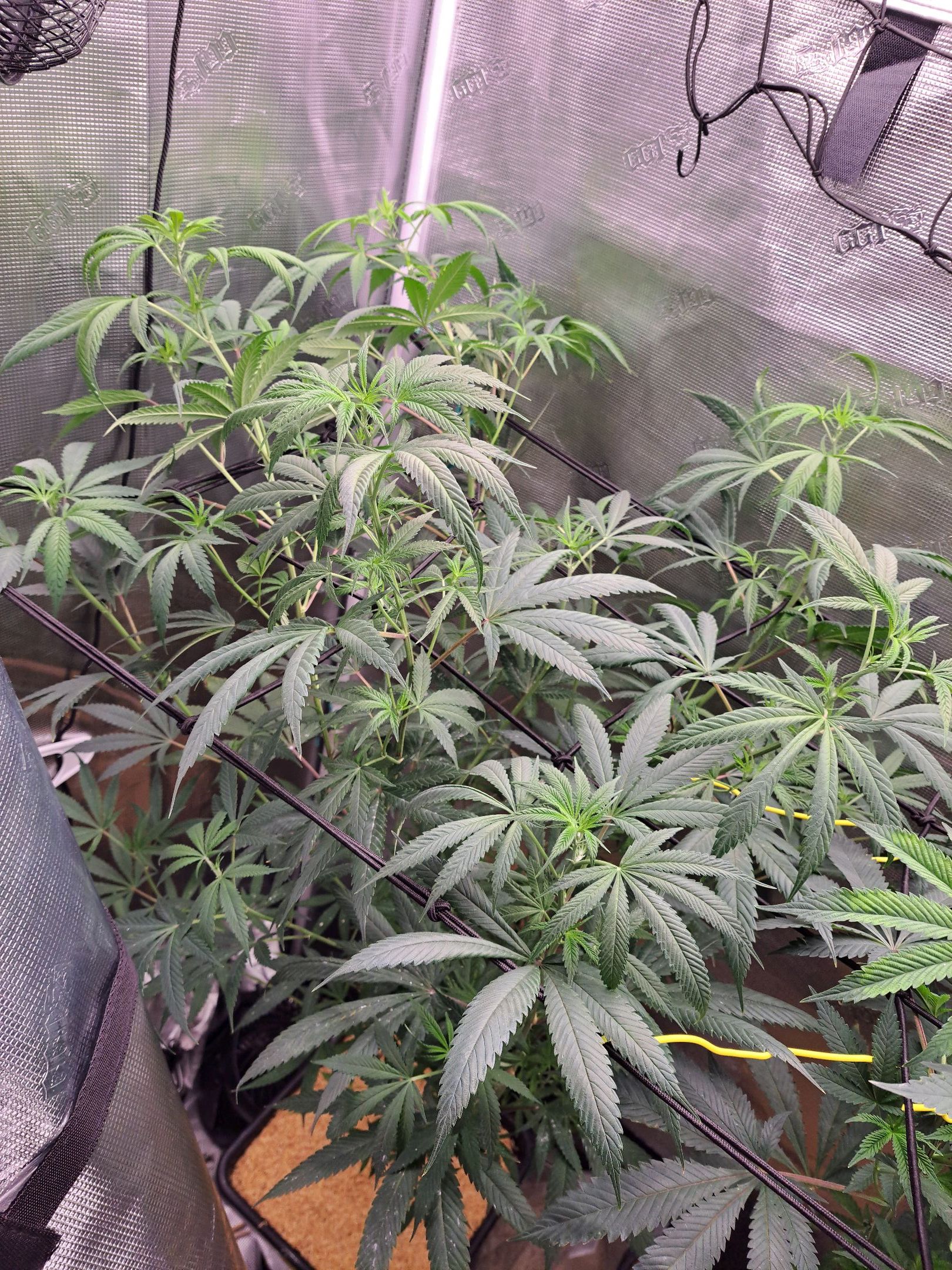 Biscotti growlog photo 34