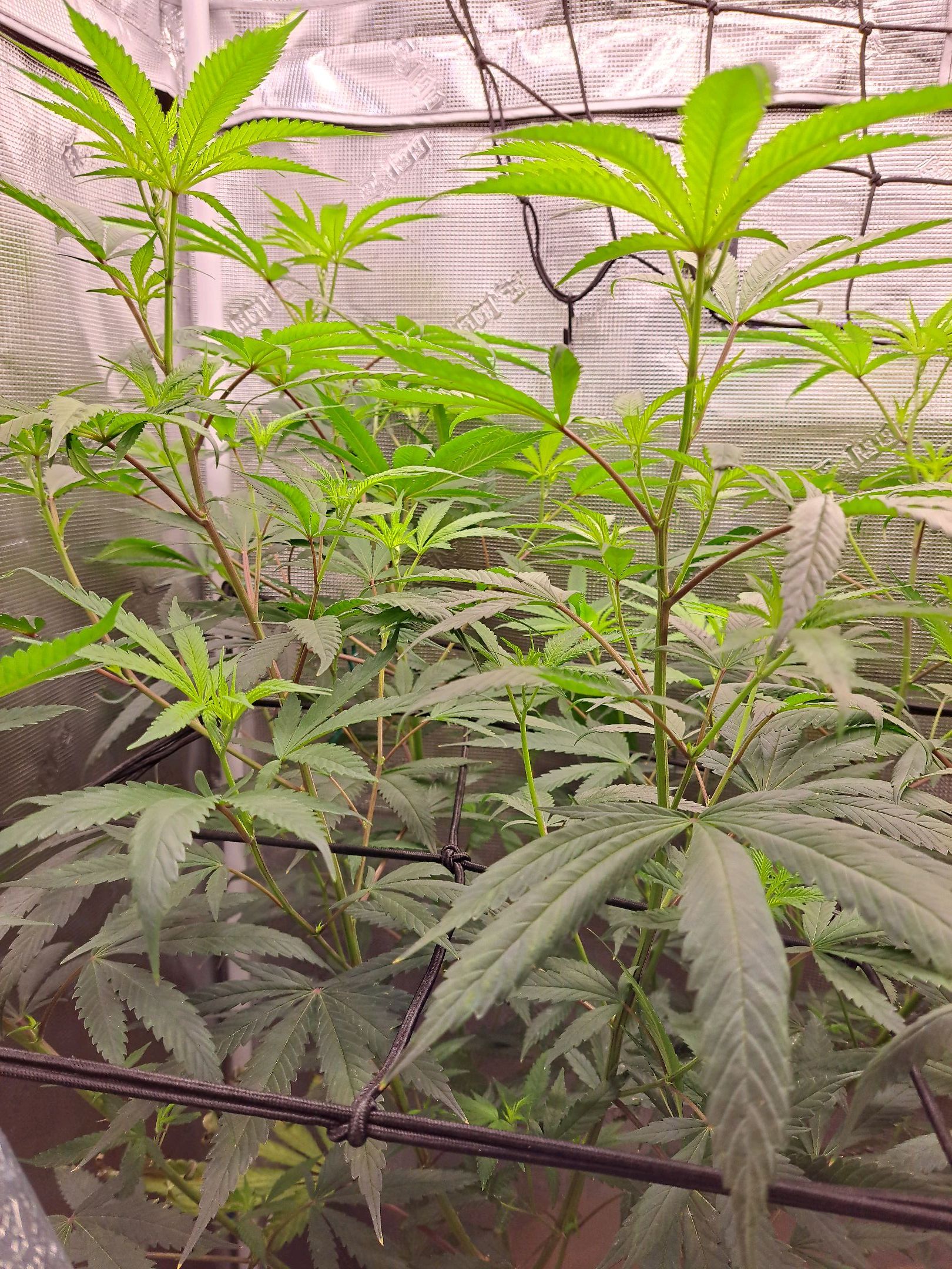 Biscotti growlog photo 36