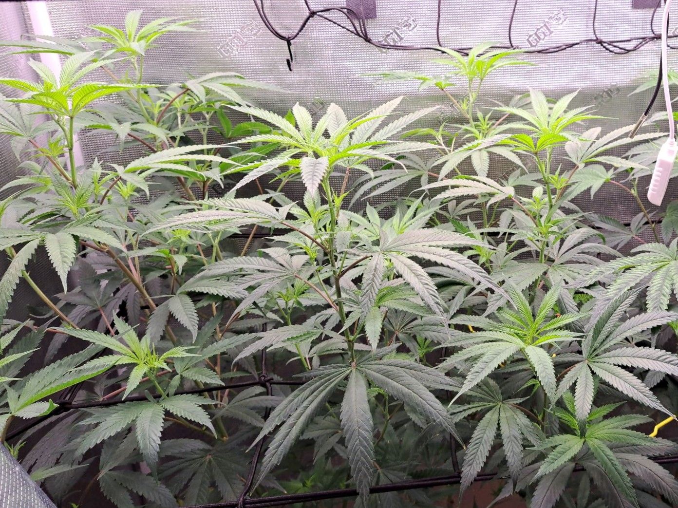 Biscotti growlog photo 37