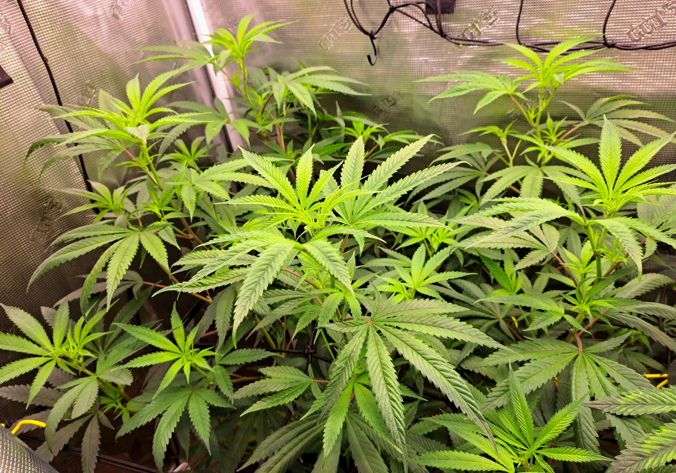 Biscotti growlog photo 38