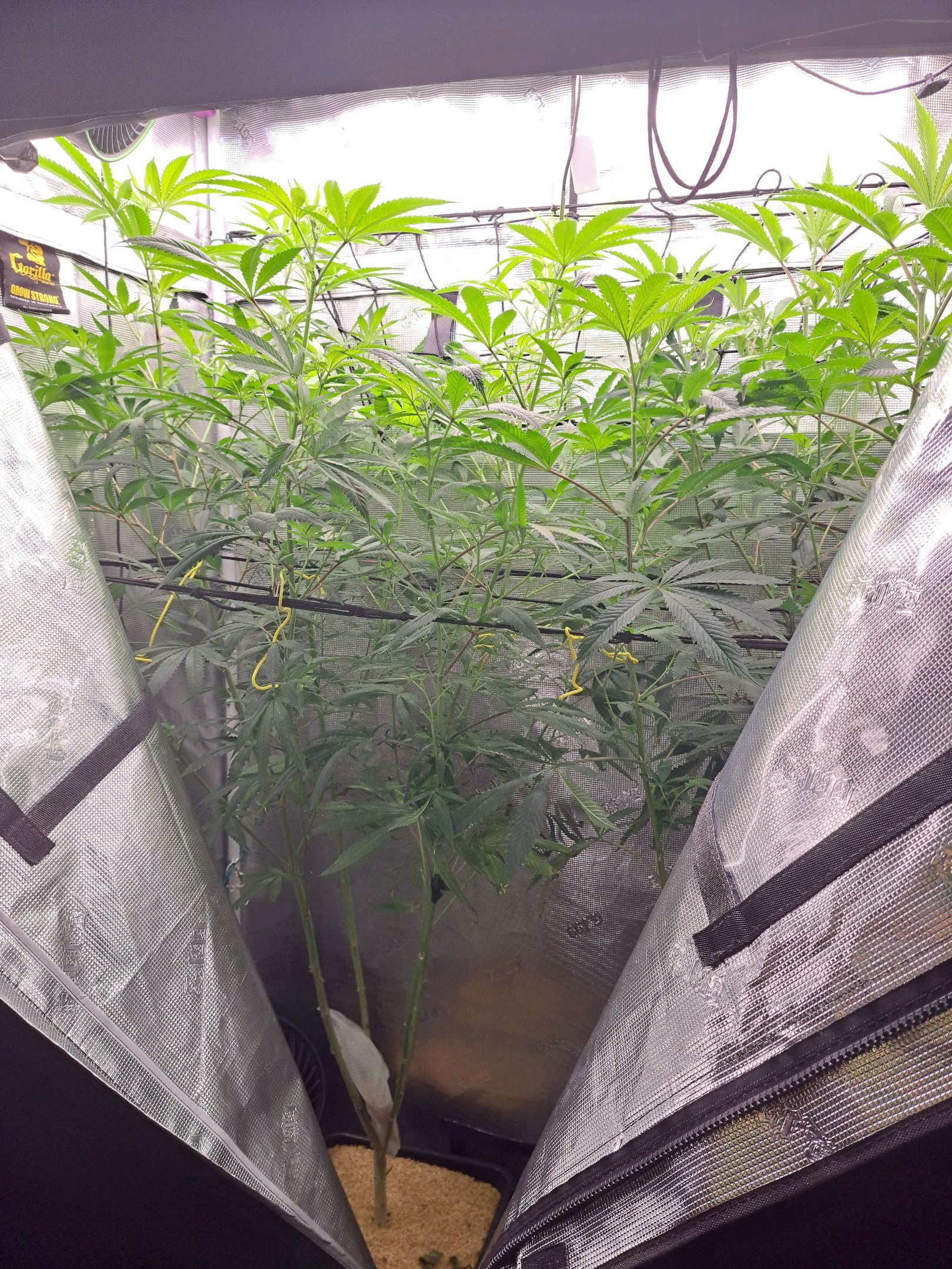 Biscotti growlog photo 39