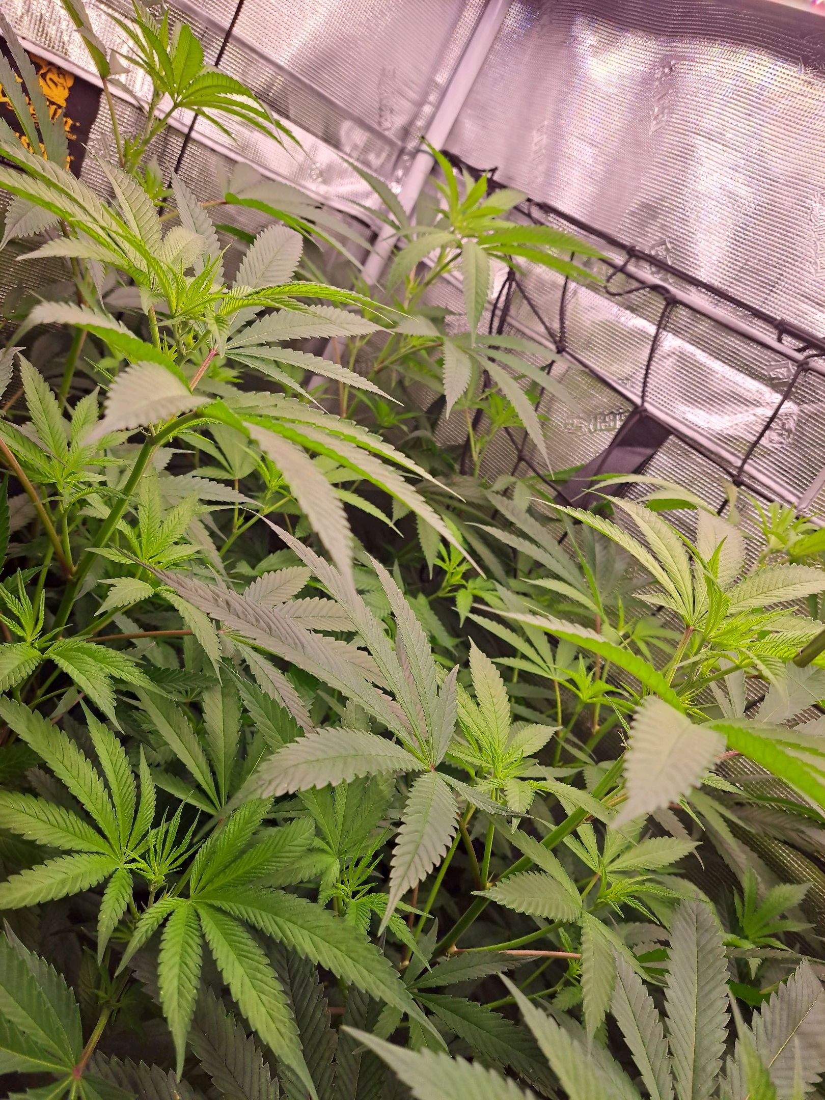 Biscotti growlog photo 40