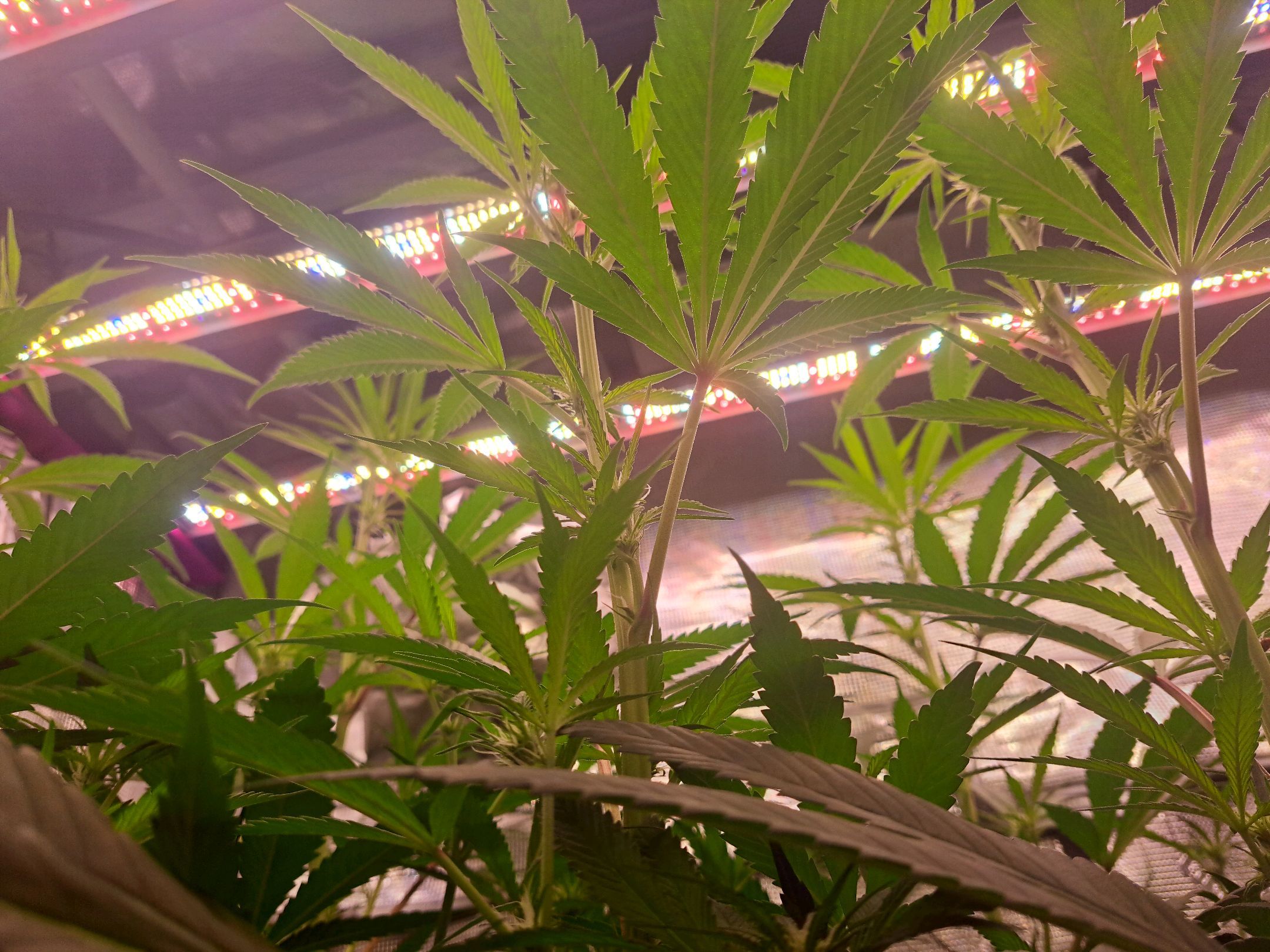 Biscotti growlog photo 42