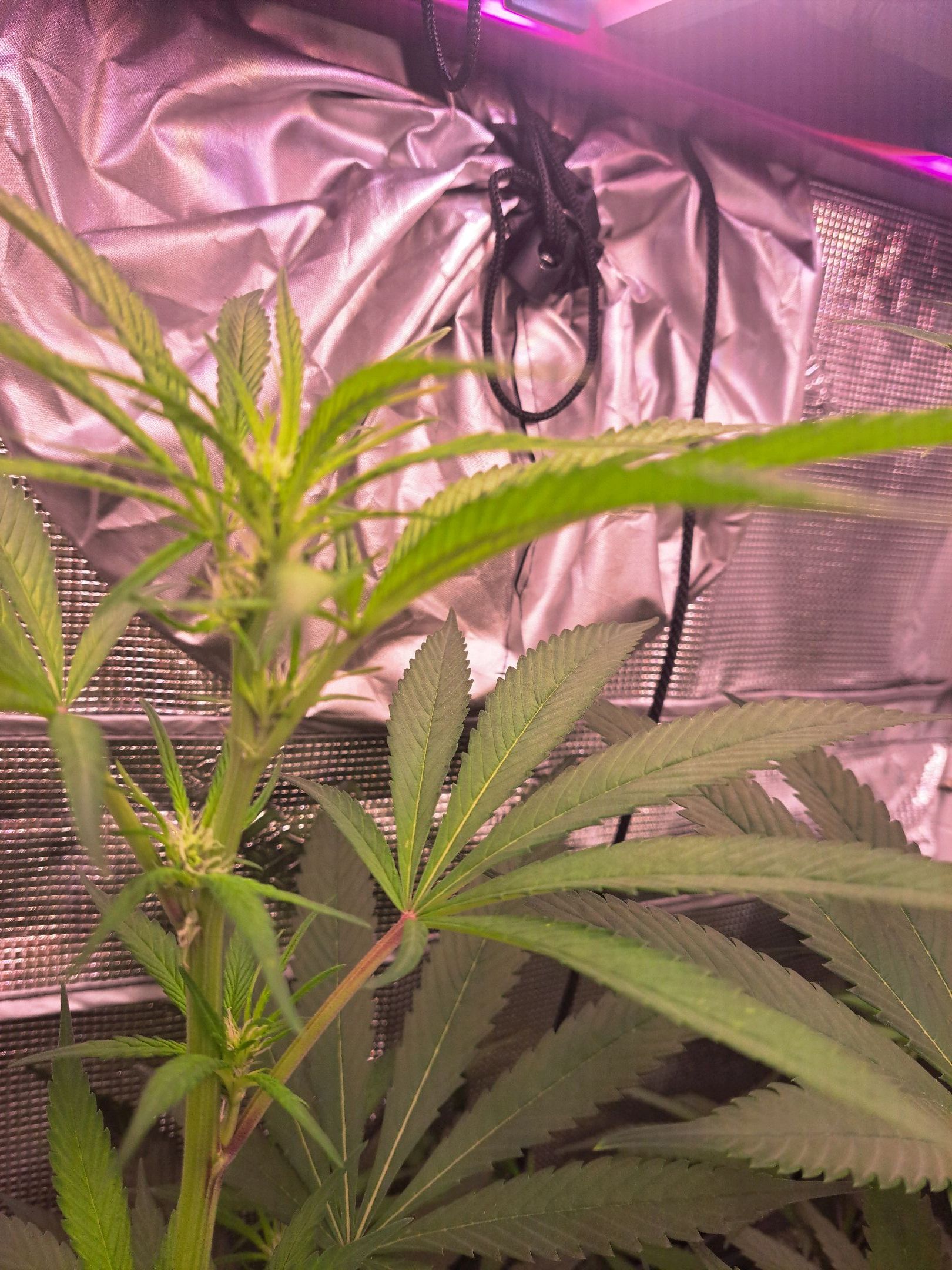 Biscotti growlog photo 41