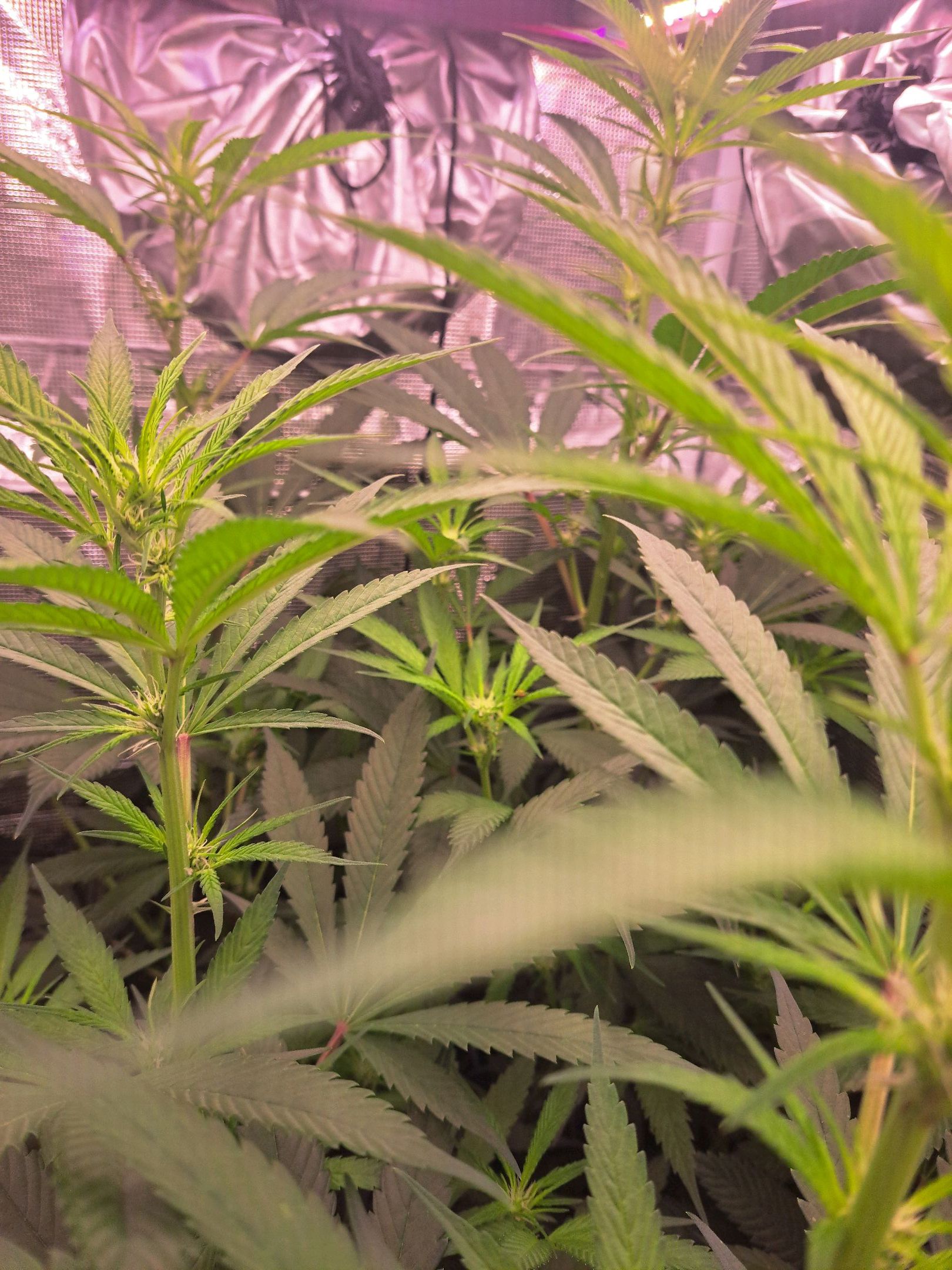 Biscotti growlog photo 43