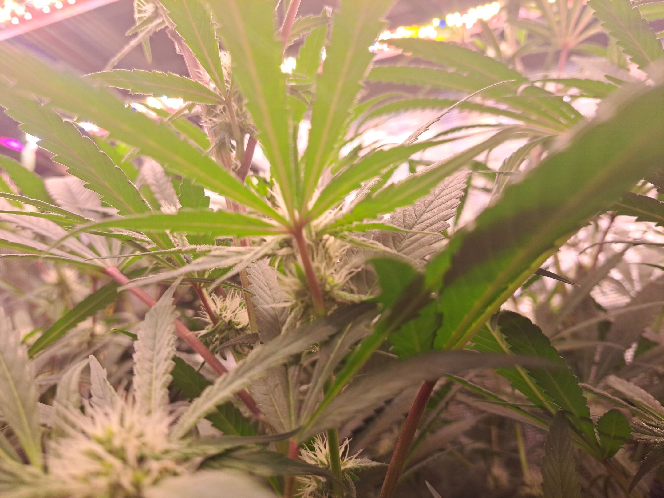 Biscotti growlog photo 44