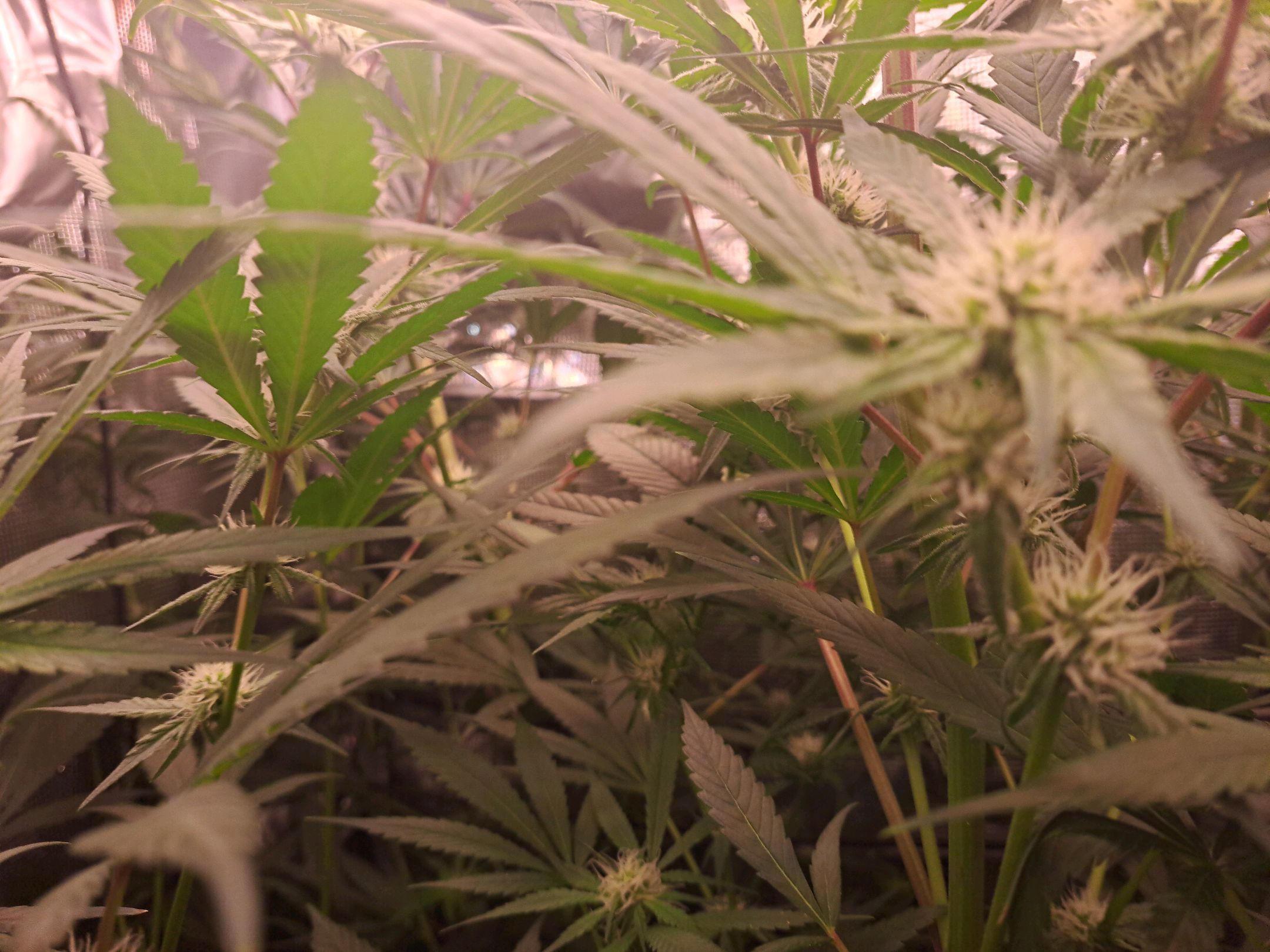 Biscotti growlog photo 45