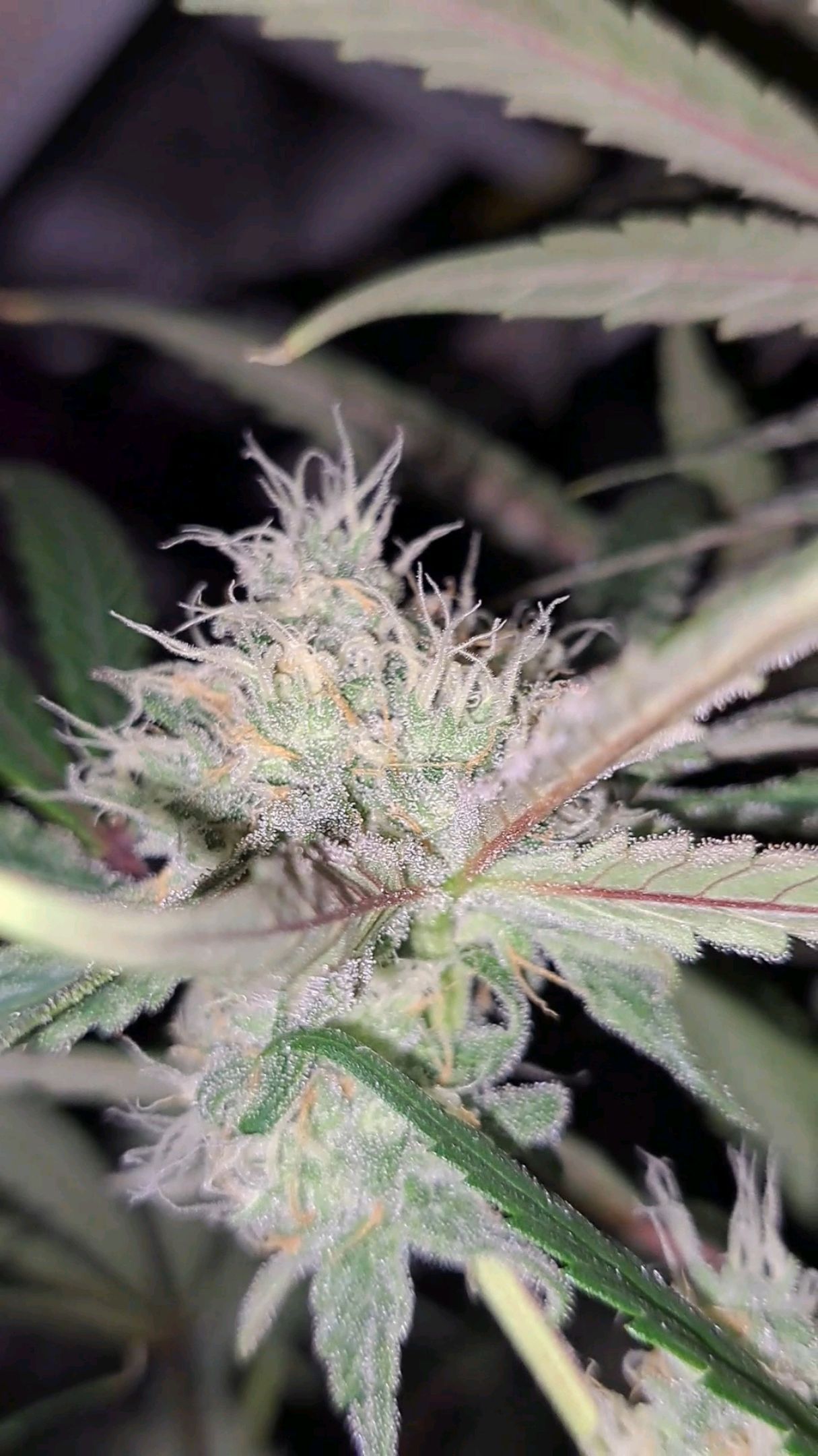 Biscotti growlog photo 47