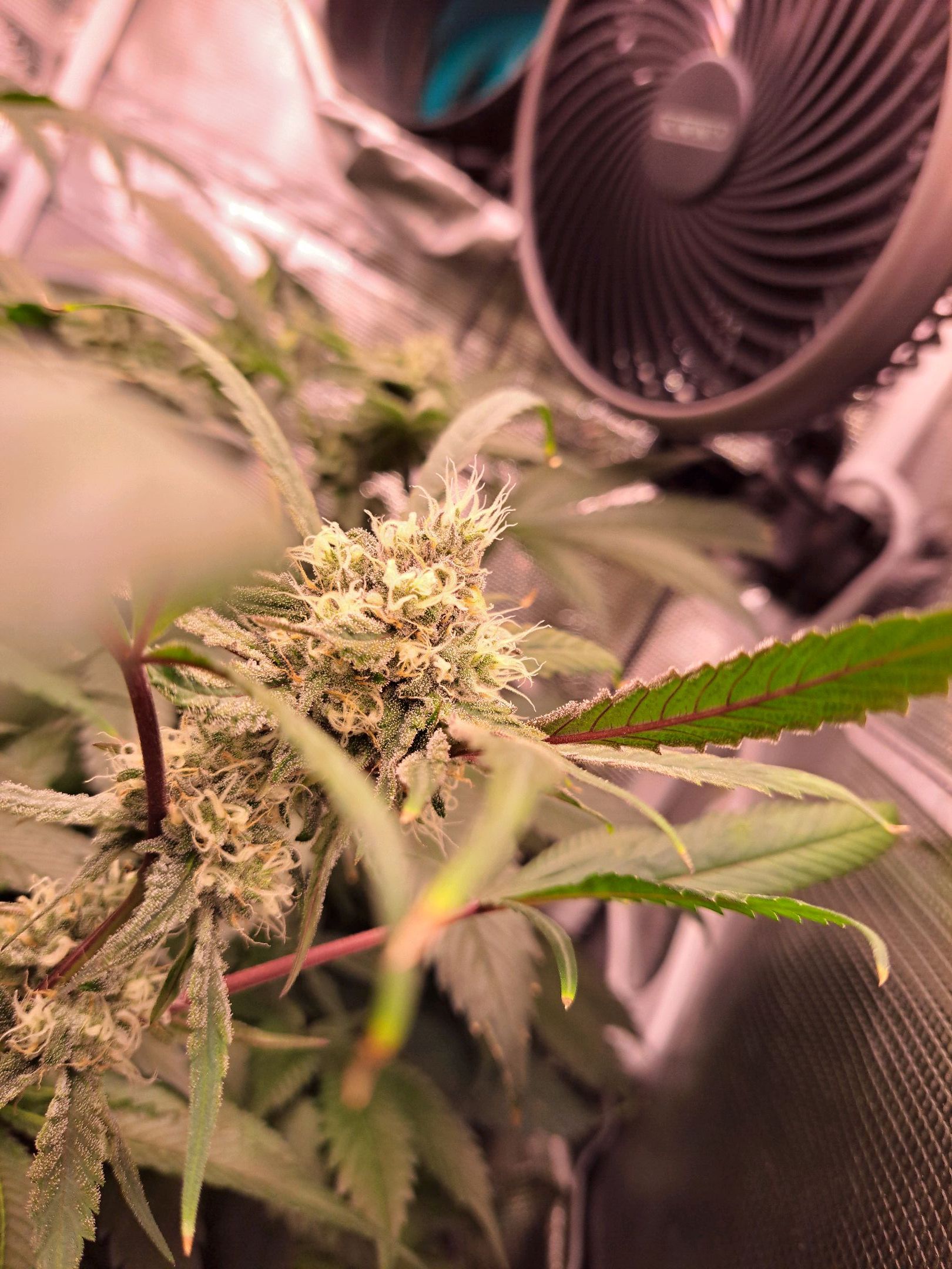 Biscotti growlog photo 46