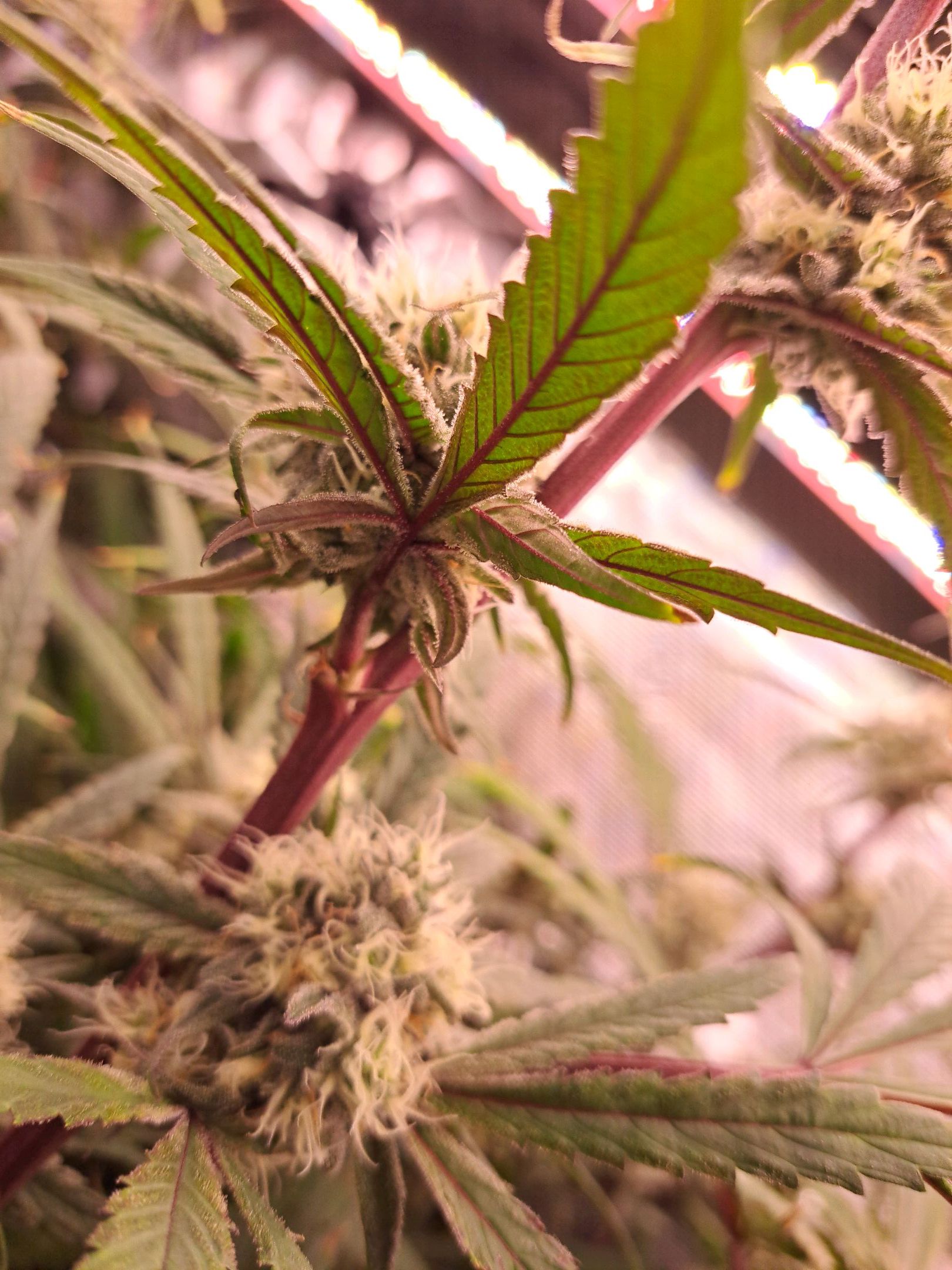 Biscotti growlog photo 48