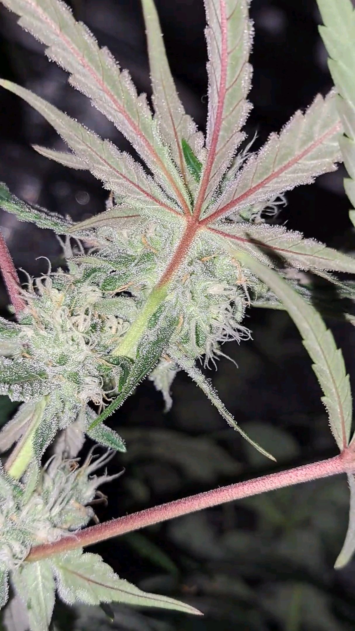 Biscotti growlog photo 49