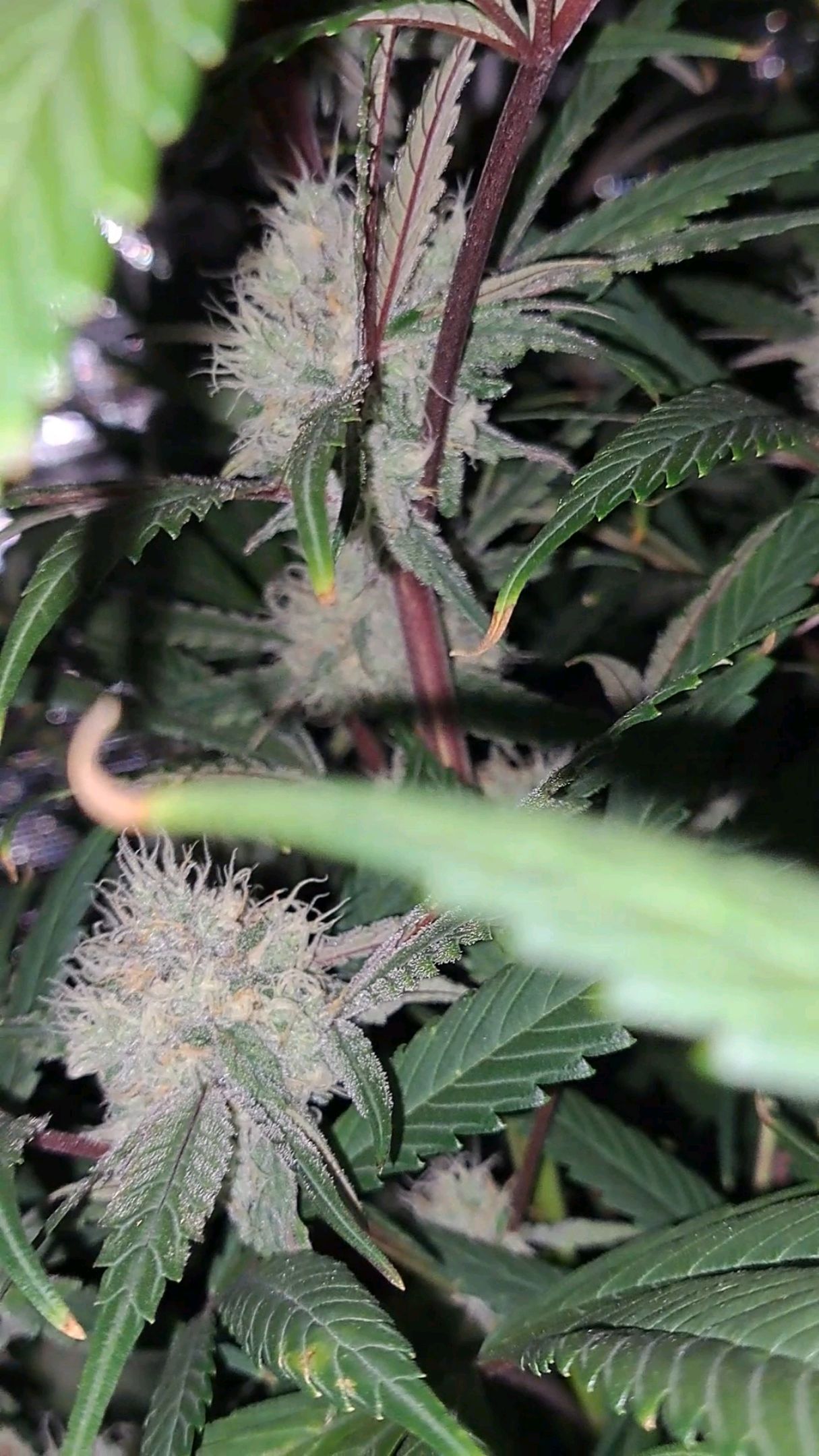 Biscotti growlog photo 50