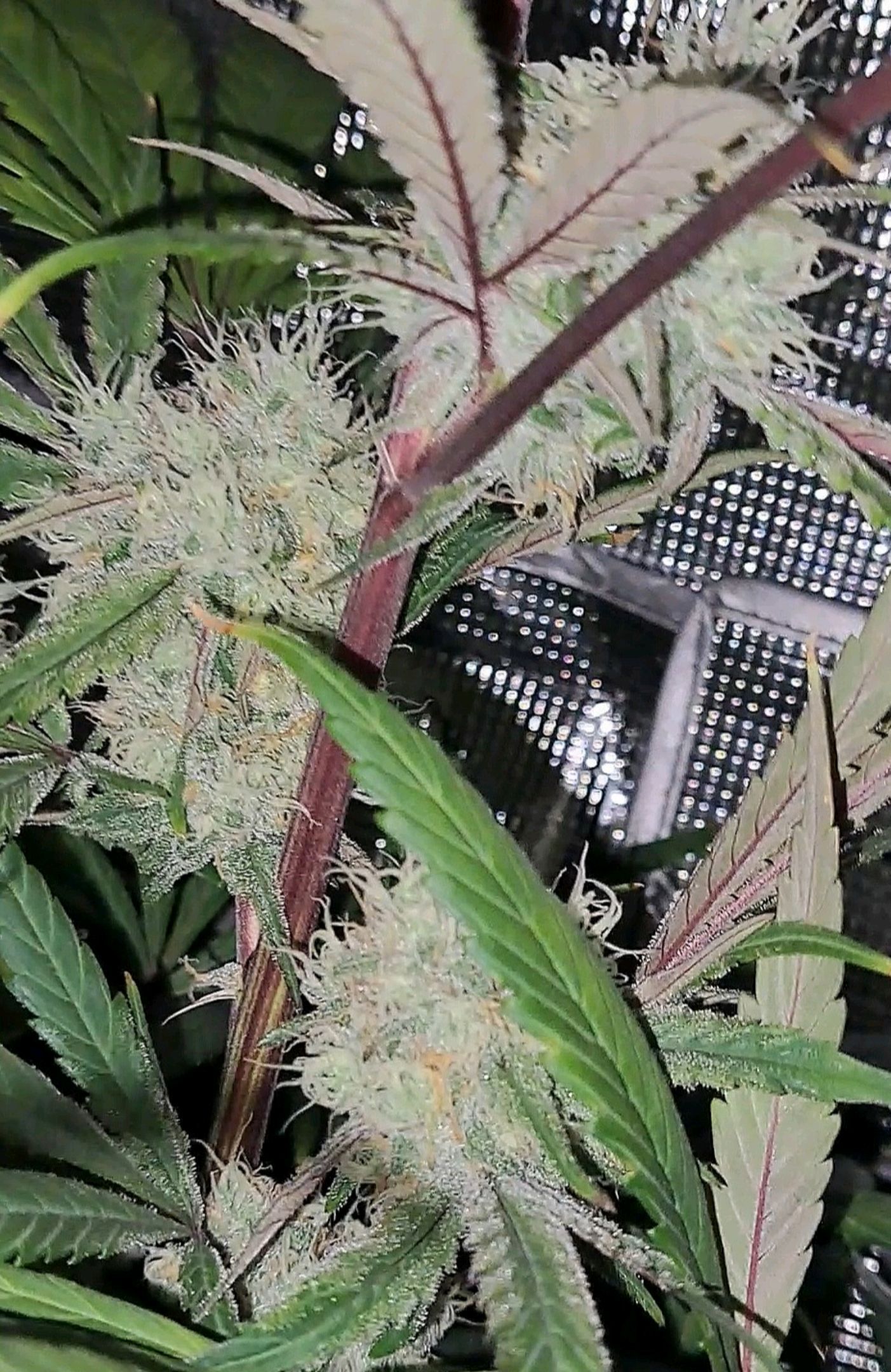 Biscotti growlog photo 51