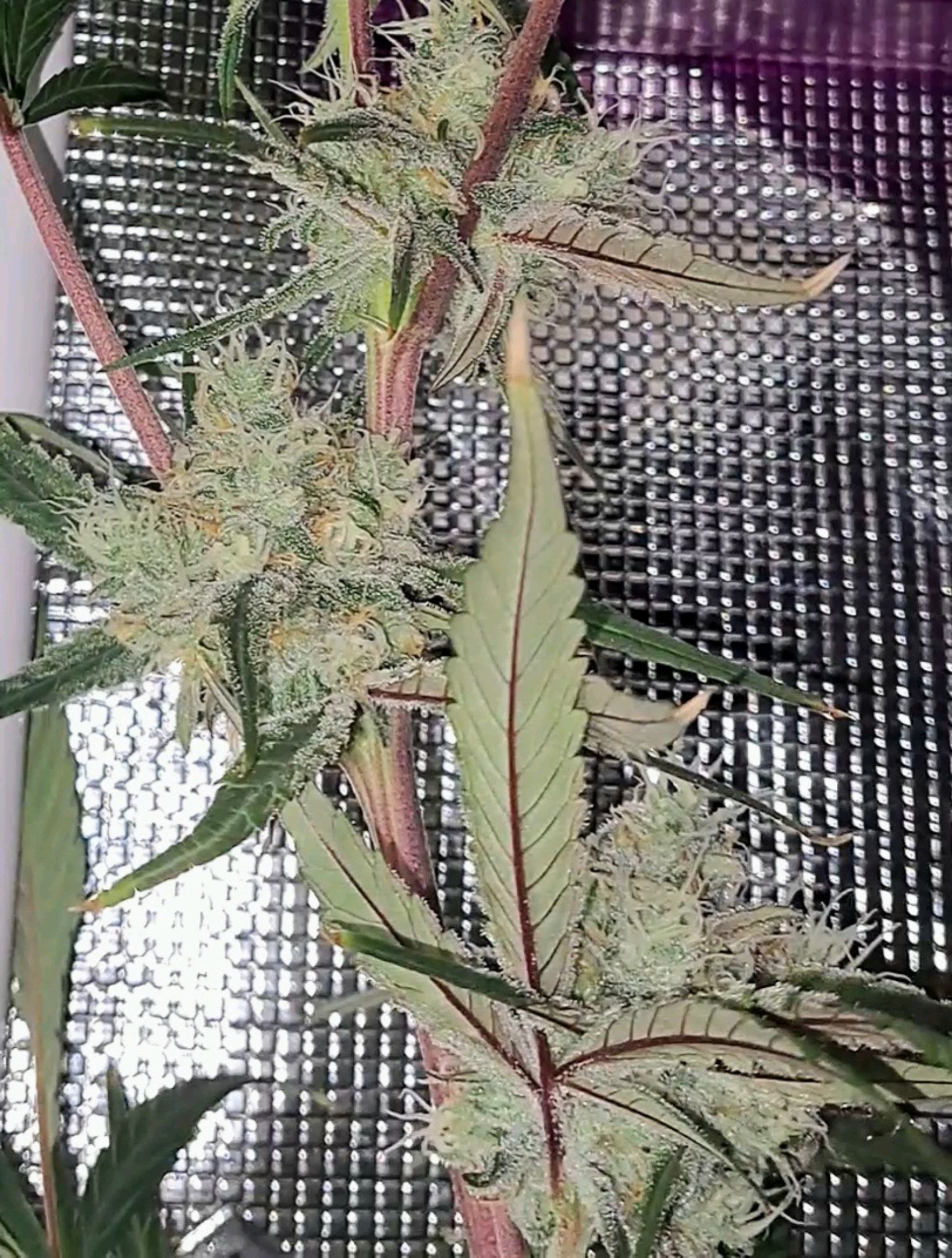 Biscotti growlog photo 52