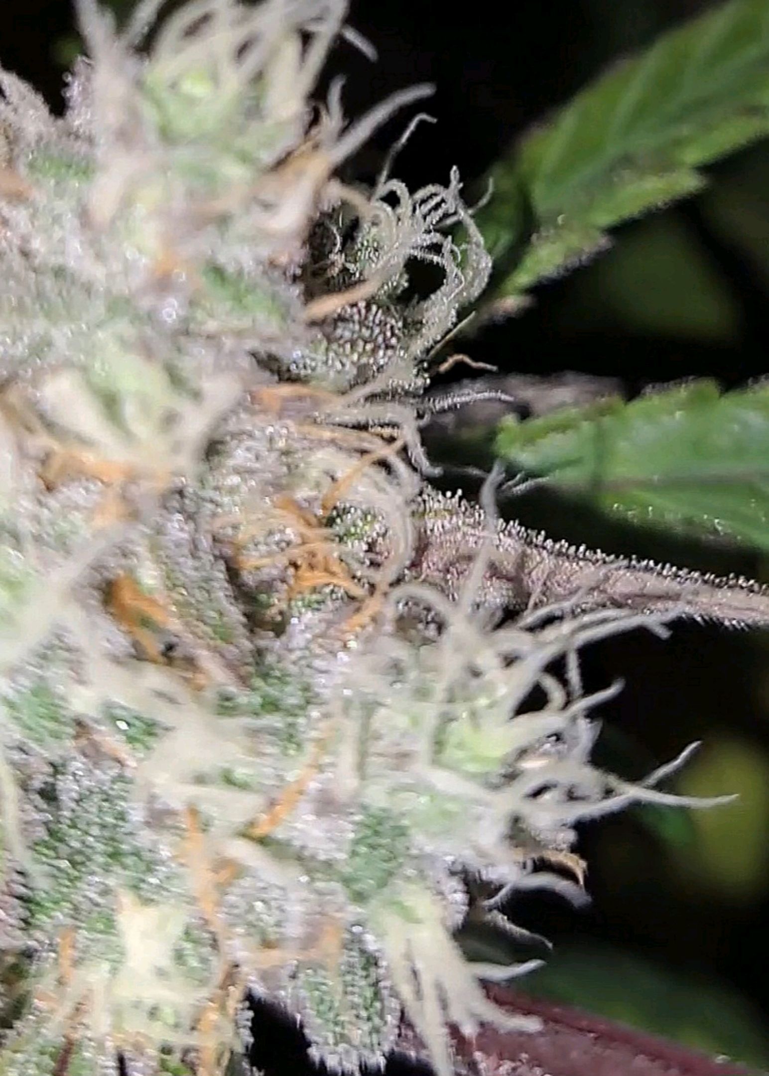 Biscotti growlog photo 53