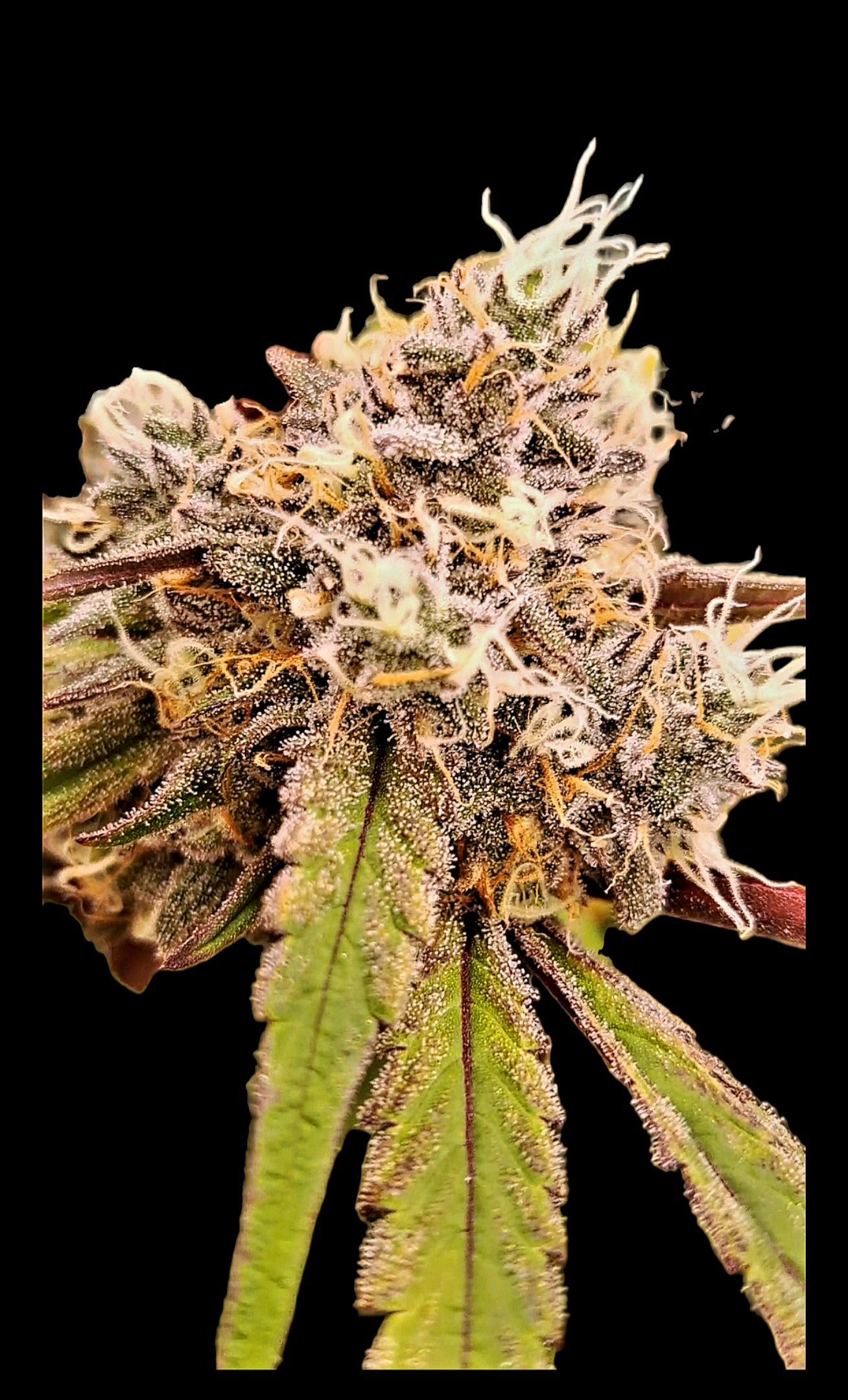 Biscotti growlog photo 54